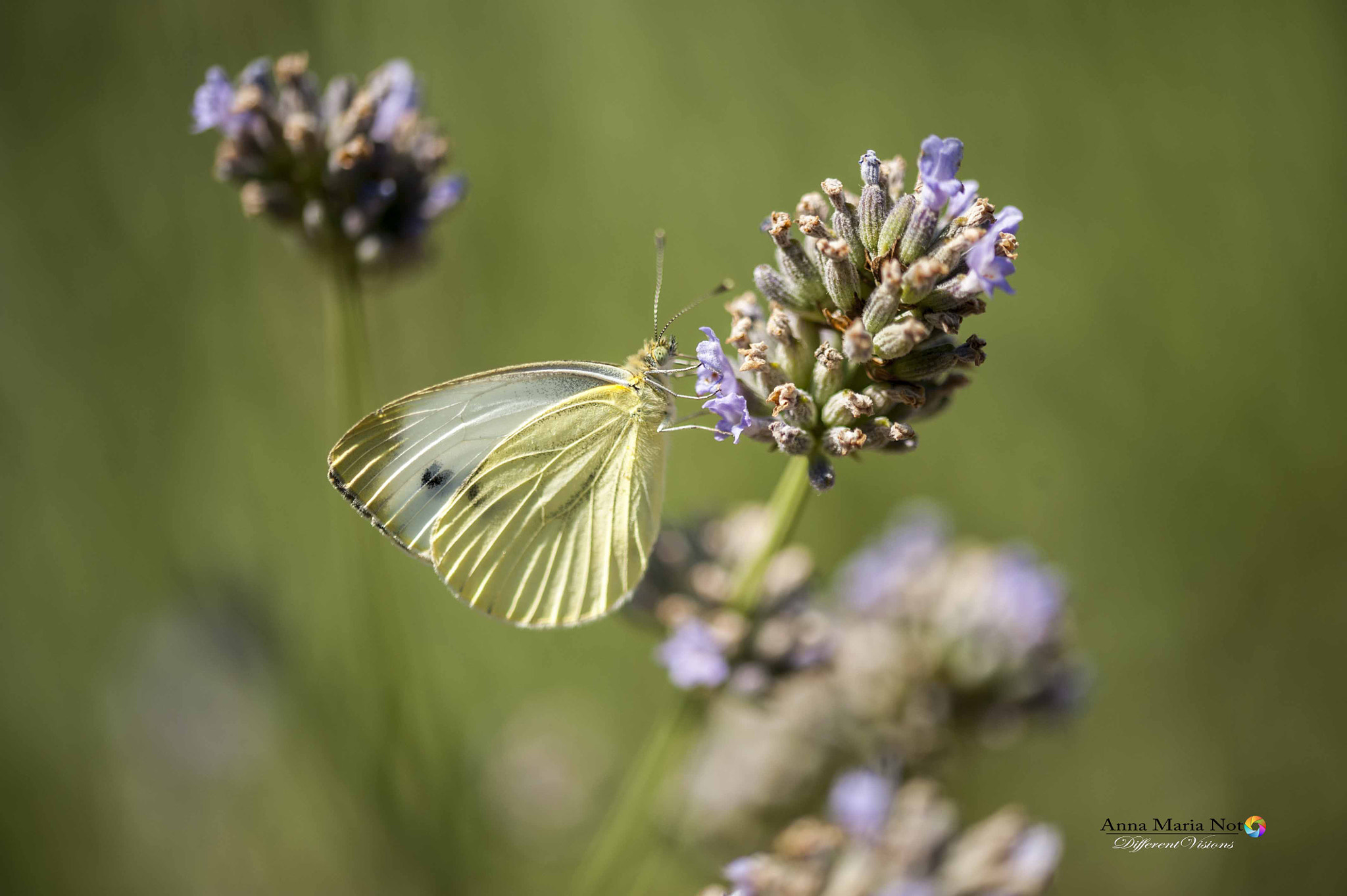 Sigma 105mm F2.8 EX DG OS HSM sample photo. Cavolaia maggiore photography