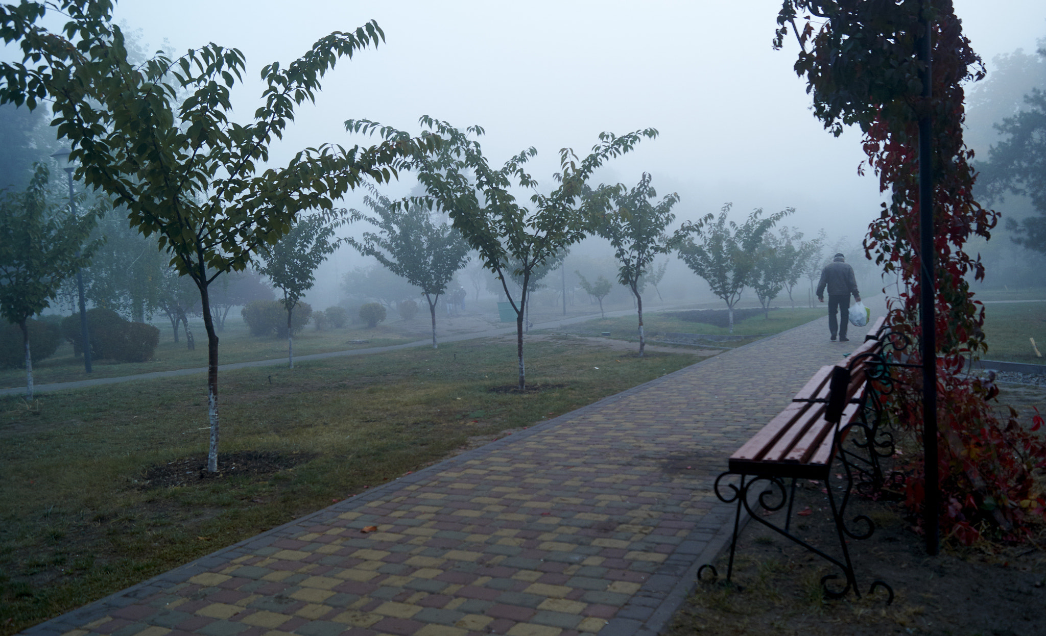 Sony SLT-A37 sample photo. Park in fog photography