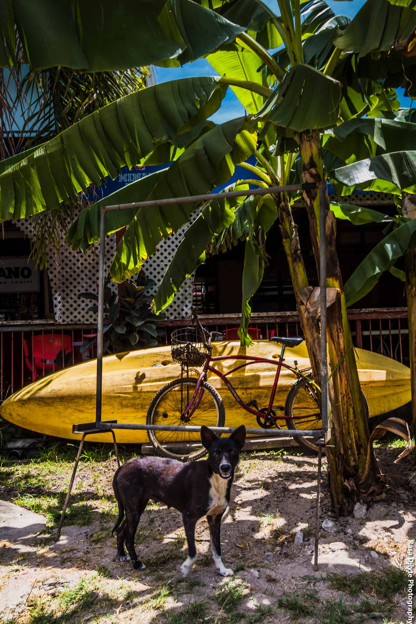 Canon EF-S 10-22mm F3.5-4.5 USM sample photo. New friend from tahiti photography