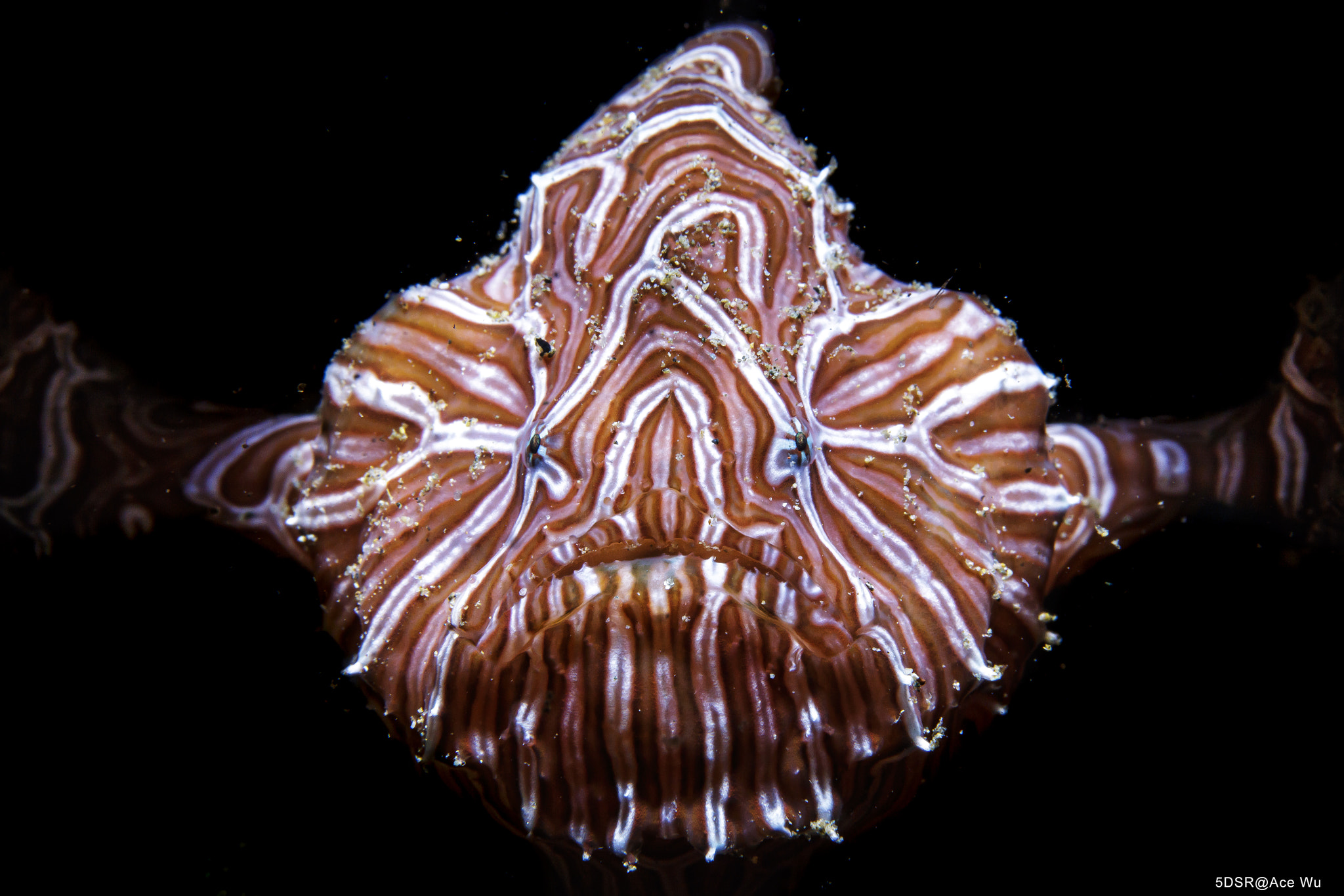 Canon EF 100mm F2.8L Macro IS USM sample photo. Holy grail photography