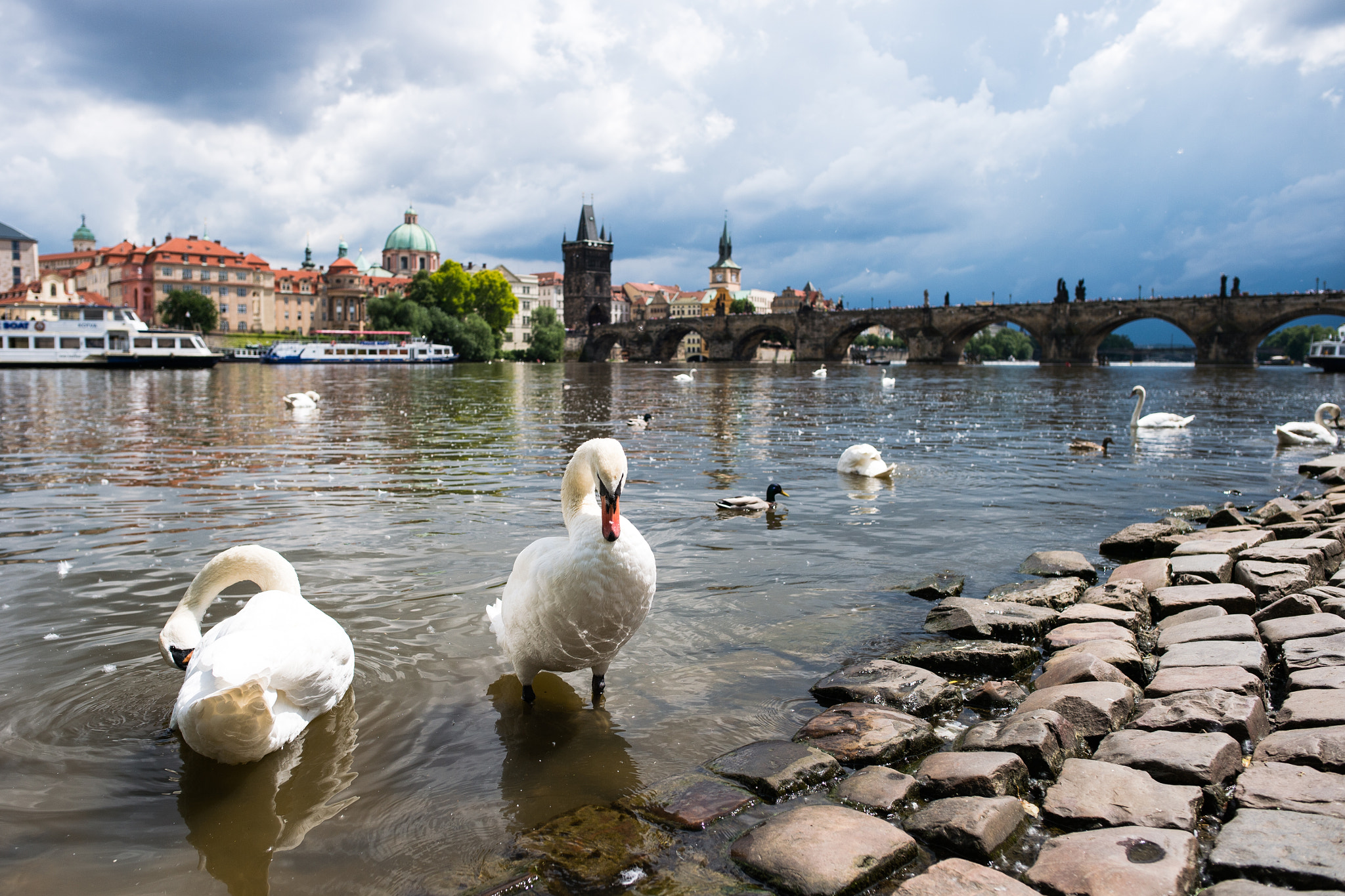 Nikon Df + Nikon AF-S Nikkor 24mm F1.8G ED sample photo. Swan on the river photography