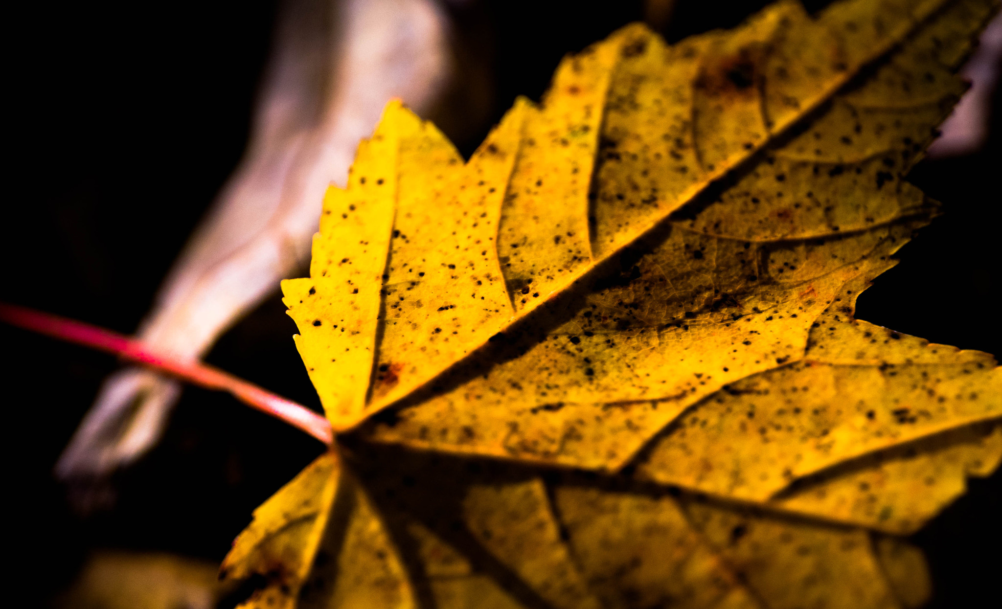 Panasonic Lumix G Vario 45-200mm F4-5.6 OIS sample photo. Scènes d'automne - jaune photography