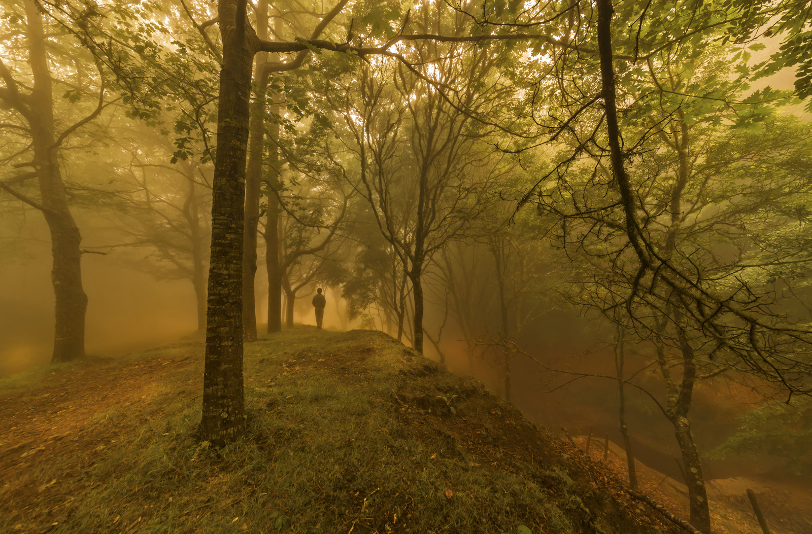 Nikon D610 + Sigma 12-24mm F4.5-5.6 II DG HSM sample photo. Walk in the forest photography