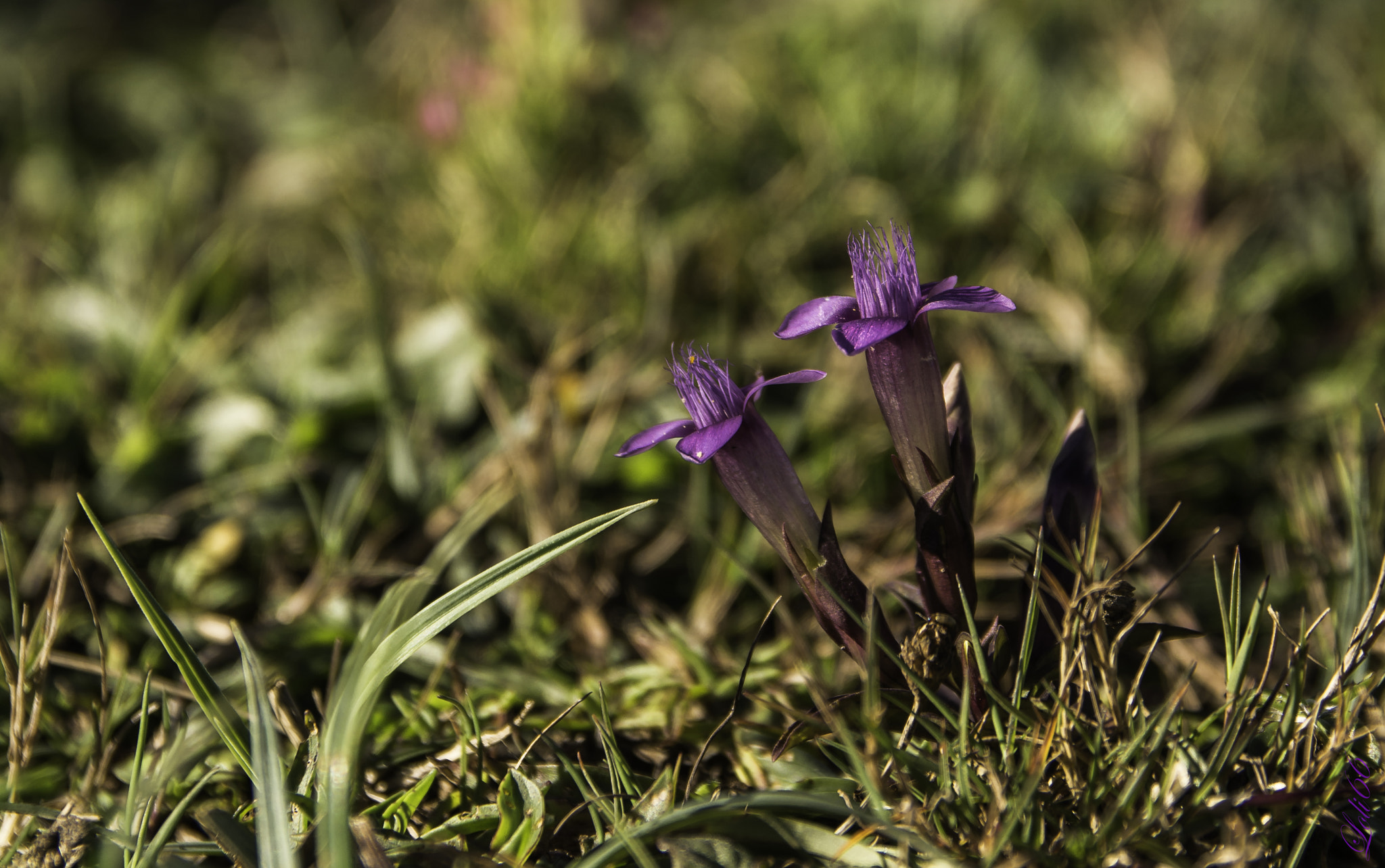 Sigma 17-70mm F2.8-4 DC Macro OS HSM | C sample photo. Dsc photography