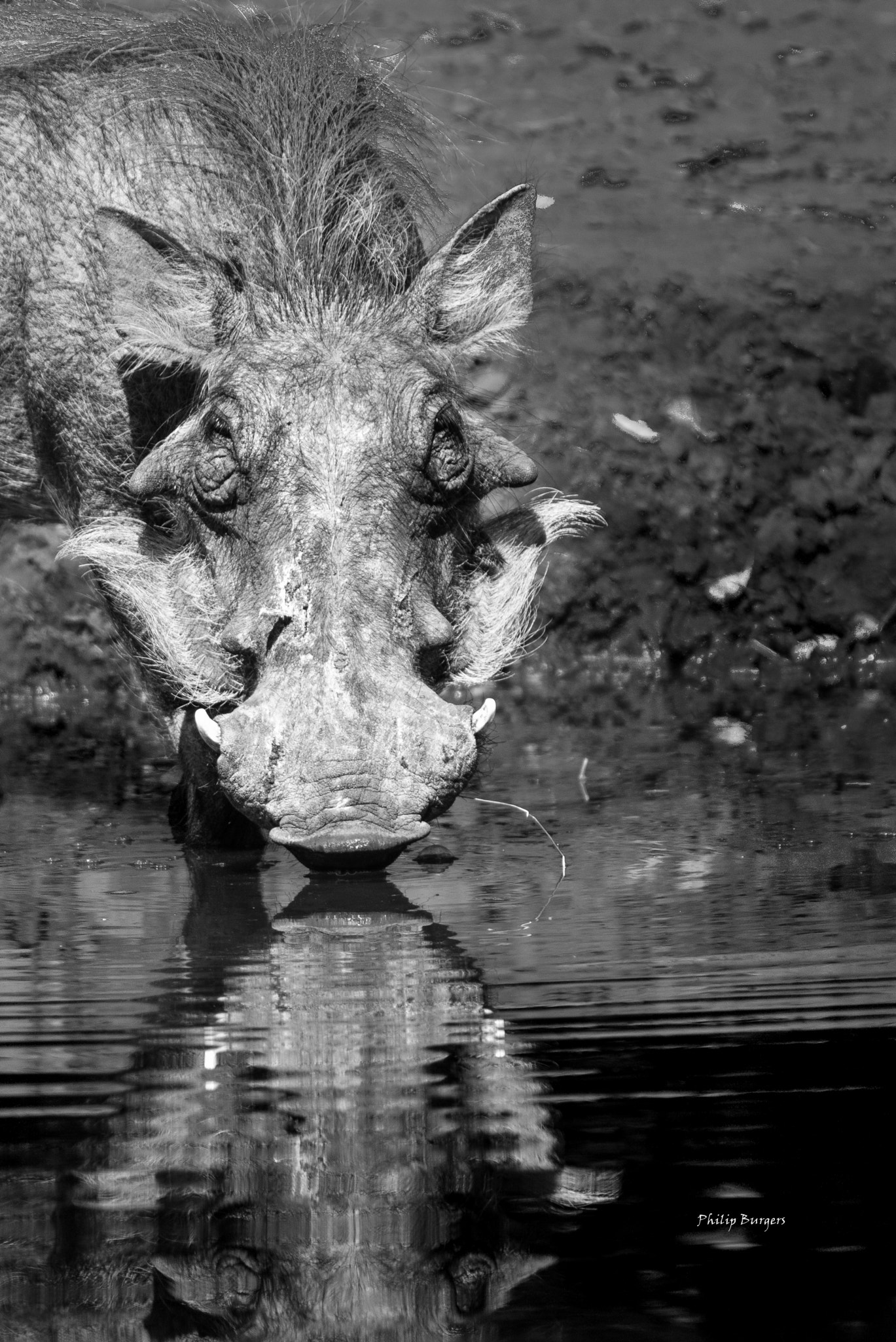 Canon EF 70-200mm F2.8L USM sample photo. Warthog - b&w photography