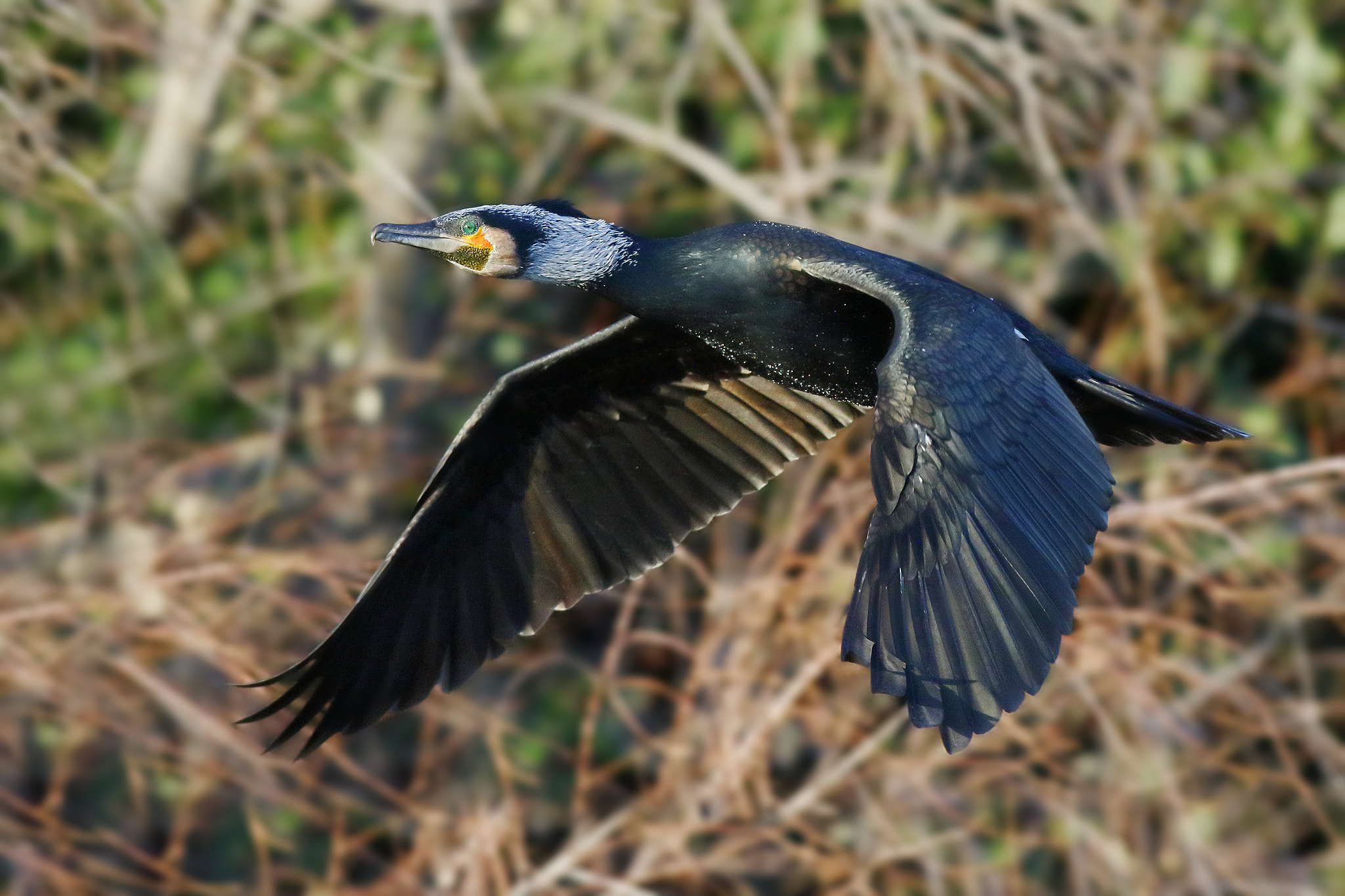 Canon EOS 7D Mark II + Canon EF 500mm f/4.5L sample photo. Cormorant photography