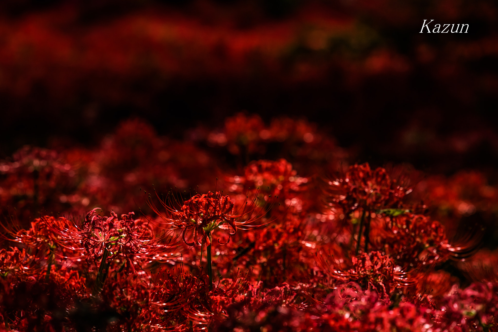 Nikon Nikkor AF-S 300mm F4E PF ED VR sample photo. Amaryllis photography