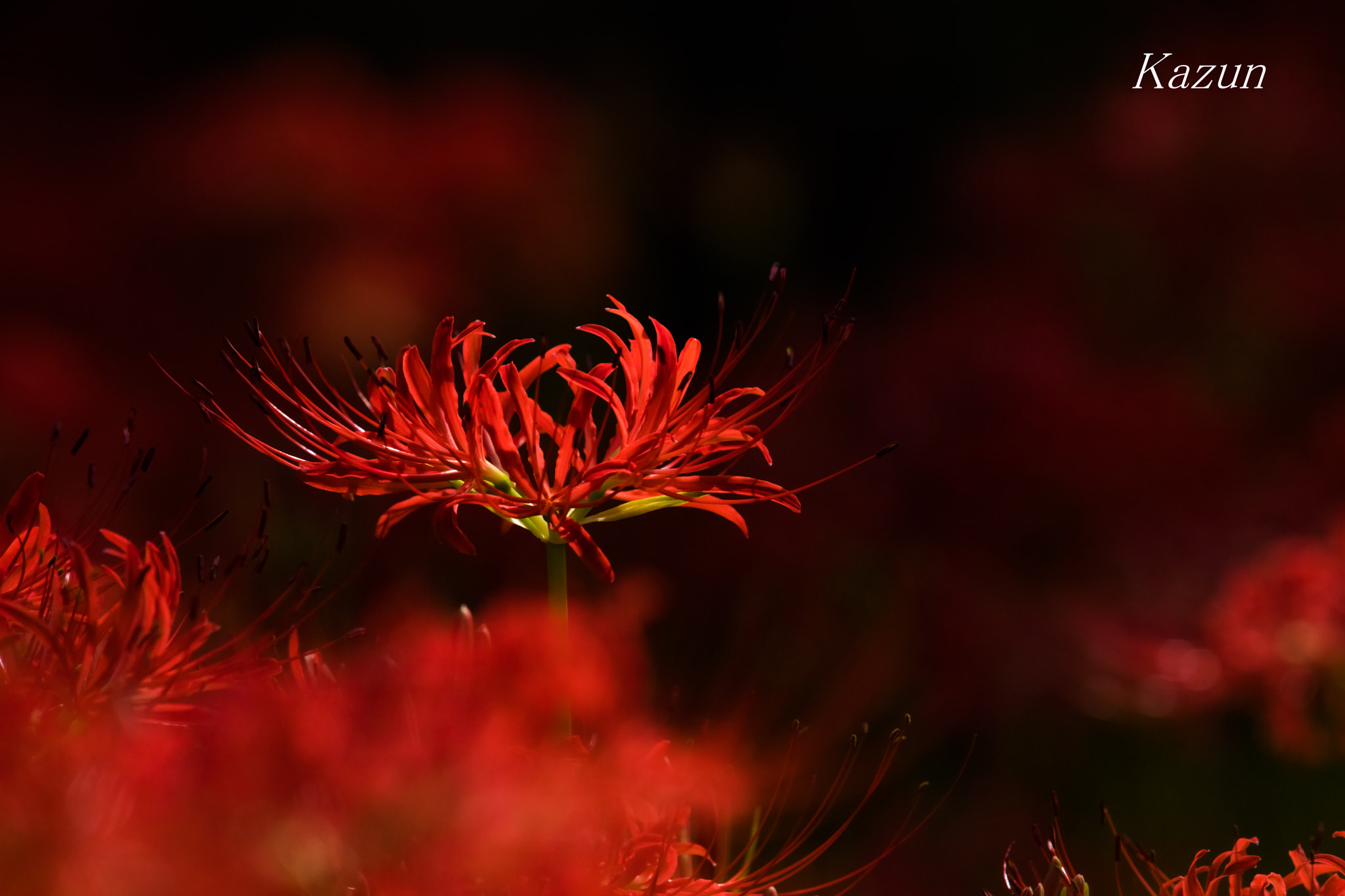 Nikon Nikkor AF-S 300mm F4E PF ED VR sample photo. Red glass photography