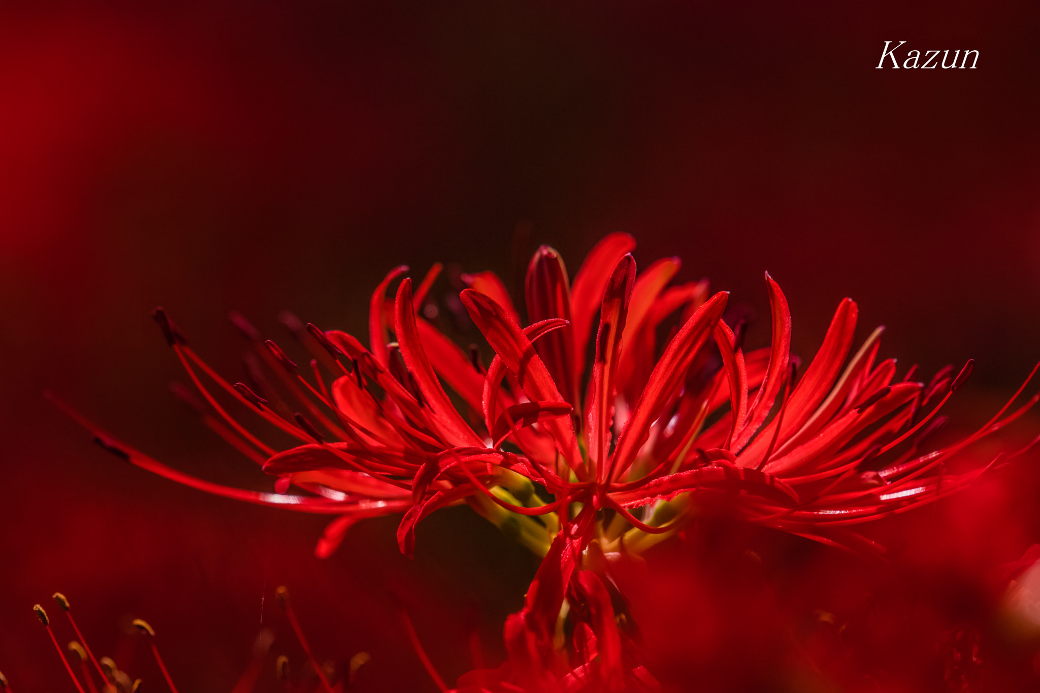 Nikon Nikkor AF-S 300mm F4E PF ED VR sample photo. Amaryllis photography