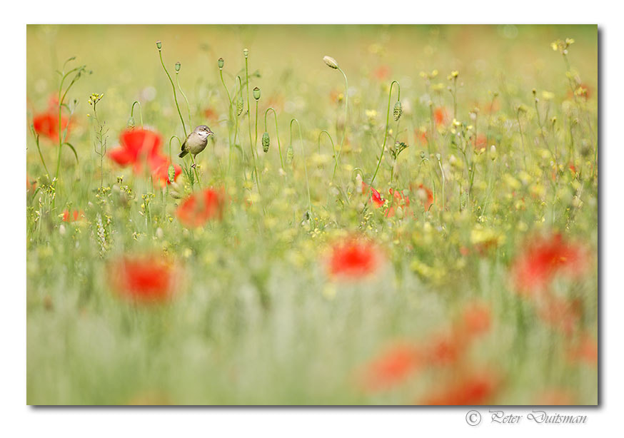 Nikon AF-S Nikkor 300mm F2.8G ED-IF VR sample photo. Birdy photography
