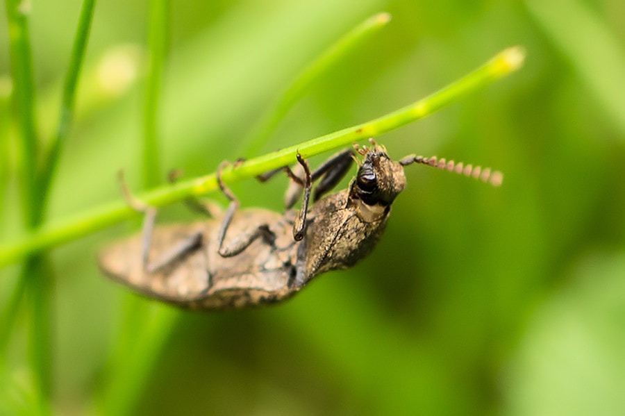 Canon EF 100mm F2.8L Macro IS USM sample photo. Kaefer photography