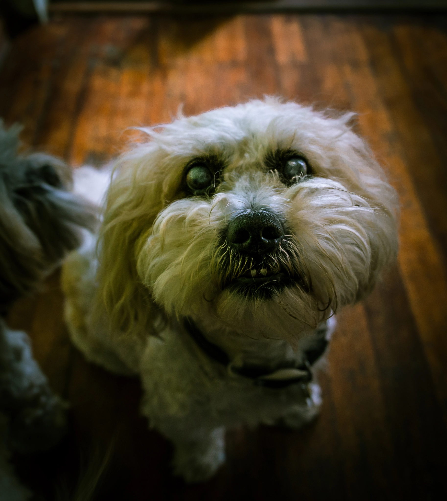 Canon EF 24-70mm F4L IS USM sample photo. Where is my walk! photography