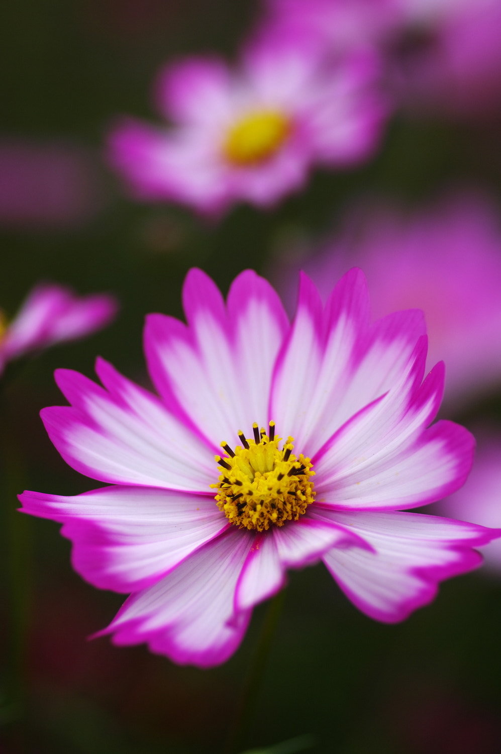 Pentax K20D sample photo. Cosmos photography