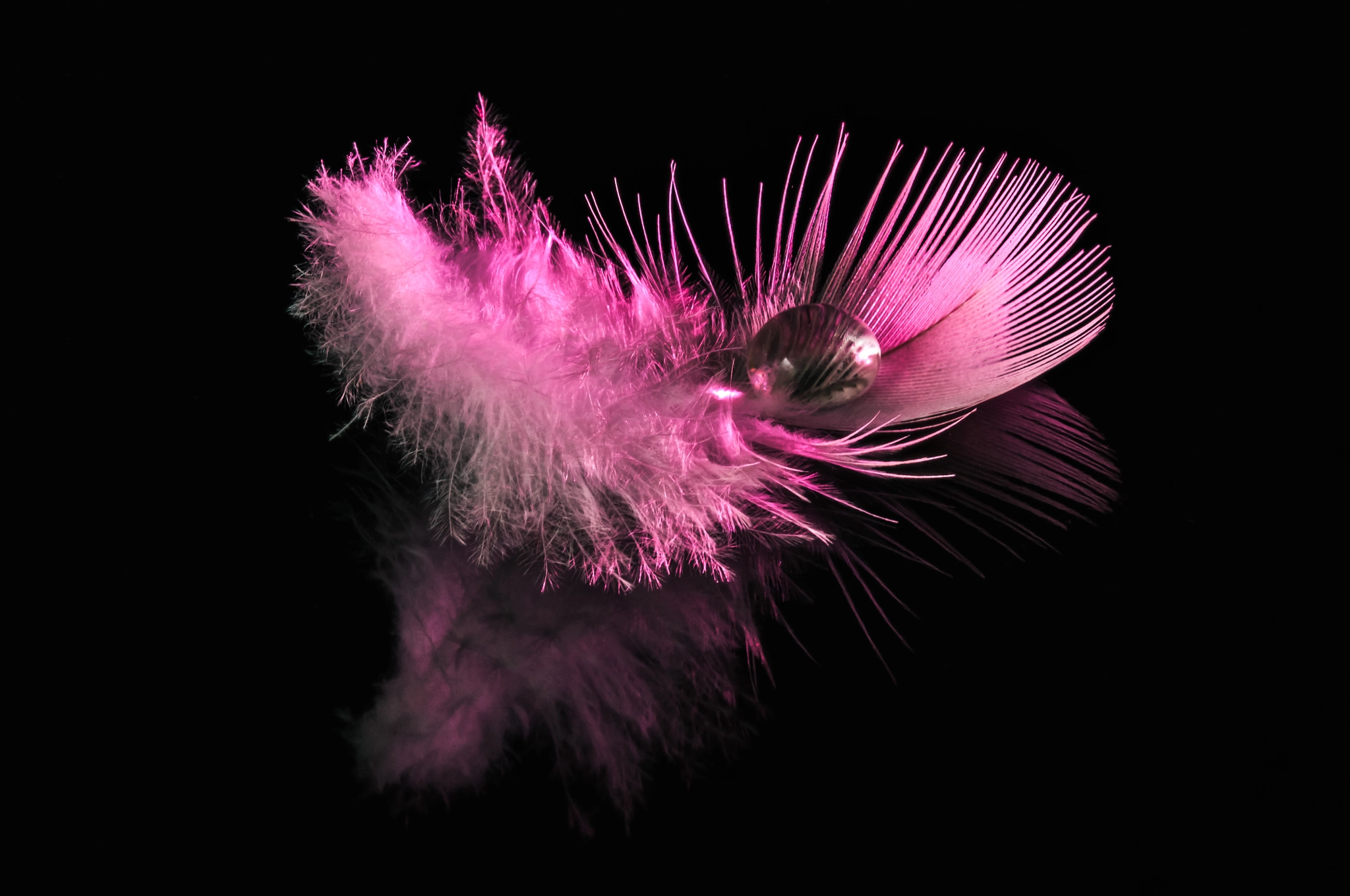 Nikon D300S + Sigma 105mm F2.8 EX DG OS HSM sample photo. Pink feather 2 photography