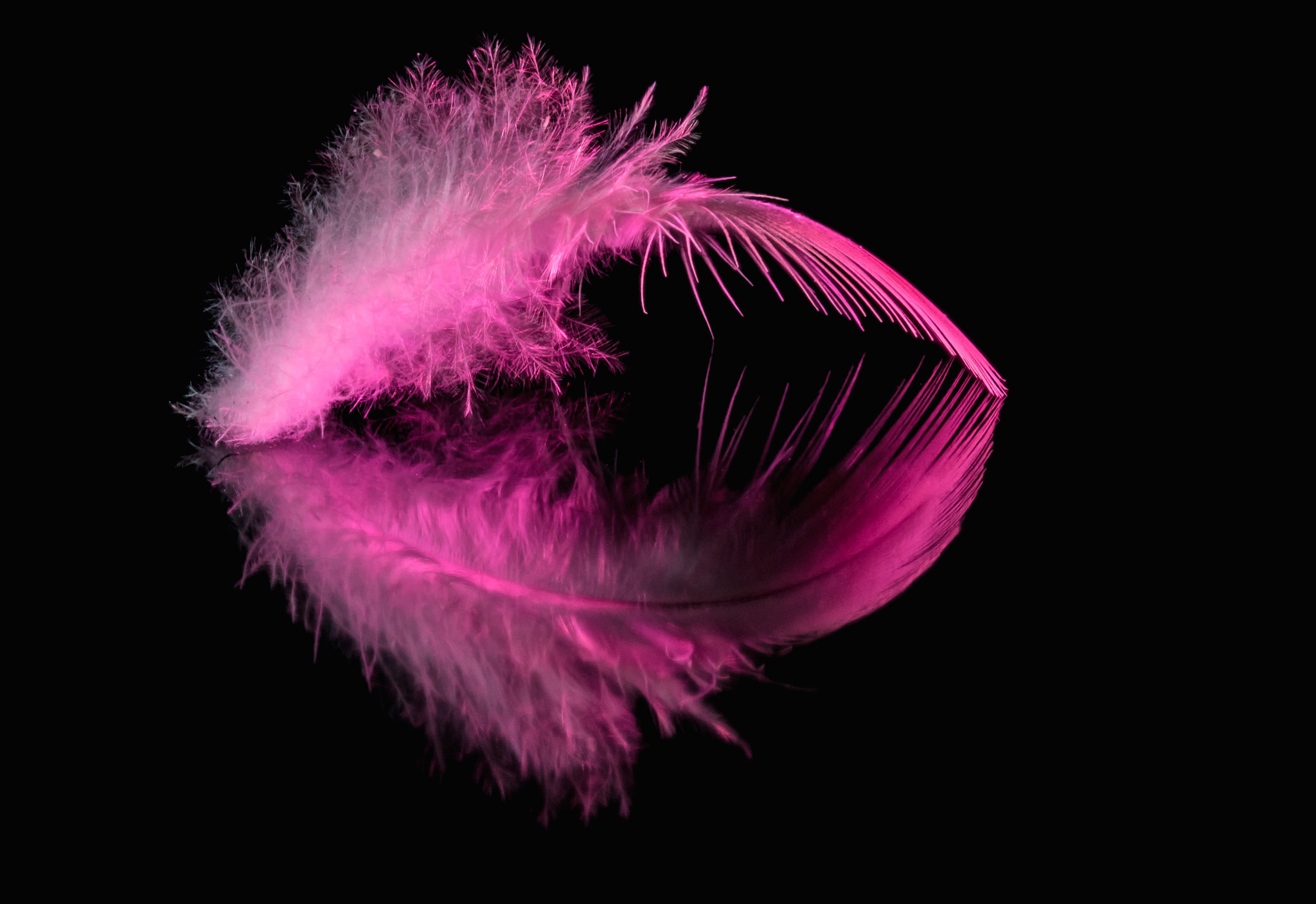Nikon D300S + Sigma 105mm F2.8 EX DG OS HSM sample photo. Pink feather 1 photography