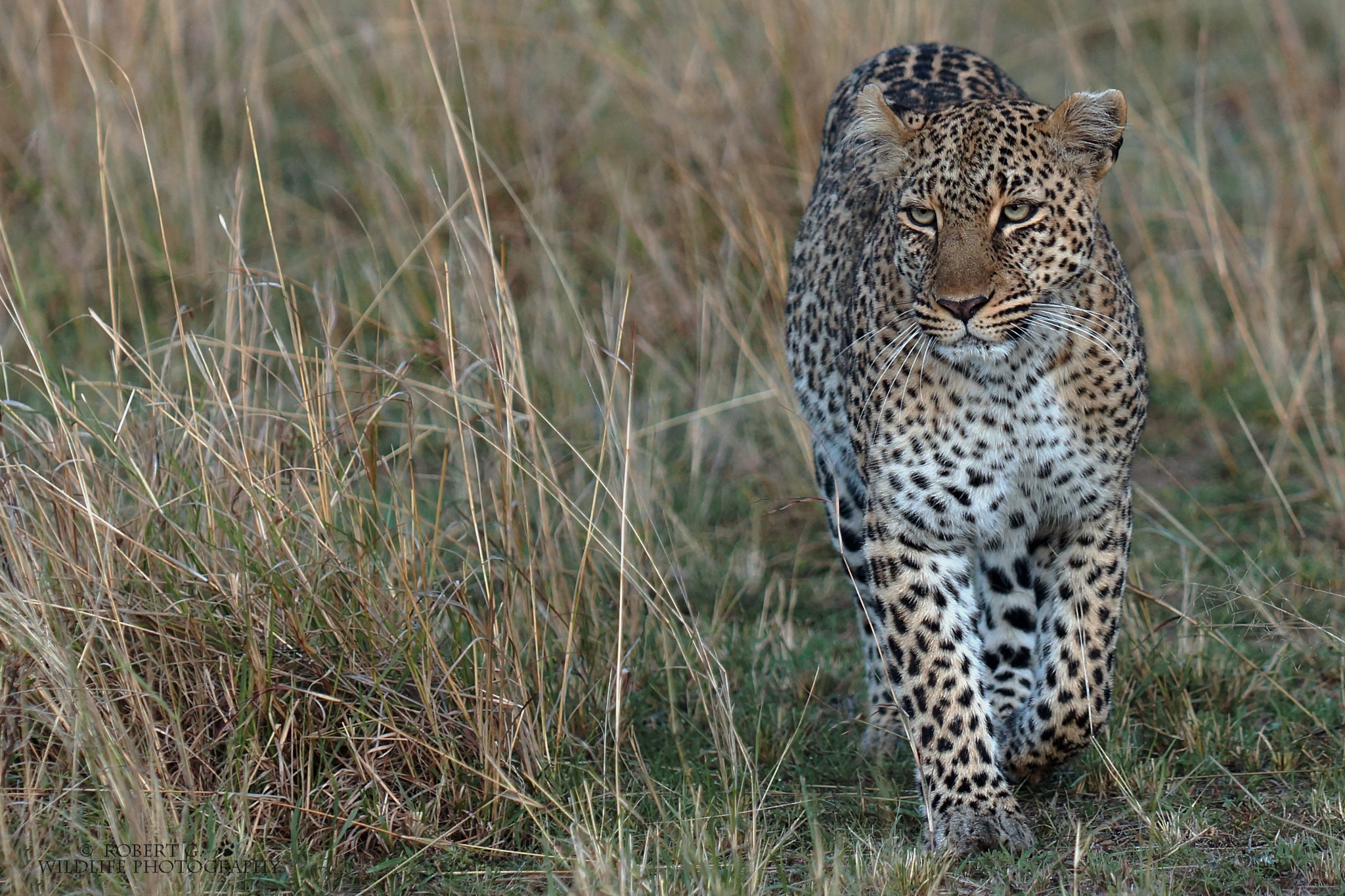 Sony SLT-A77 + Minolta/Sony AF 70-200mm F2.8 G sample photo. Leopard in masai mara 2016 photography