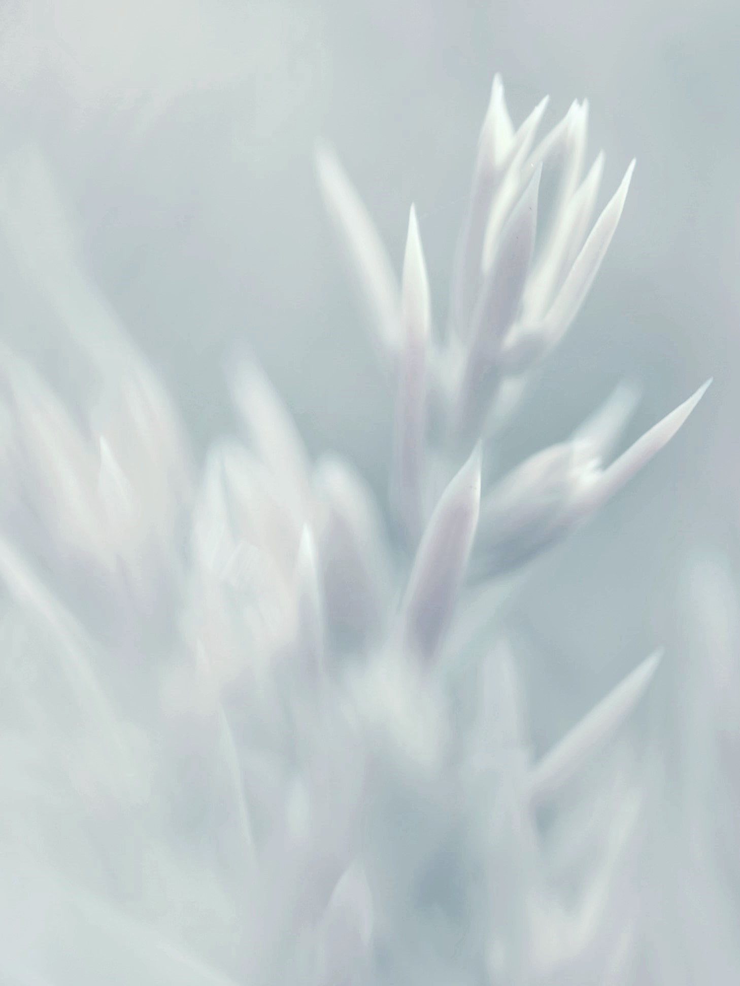 Sigma 70-300mm F4-5.6 APO Macro Super II sample photo. Purity photography