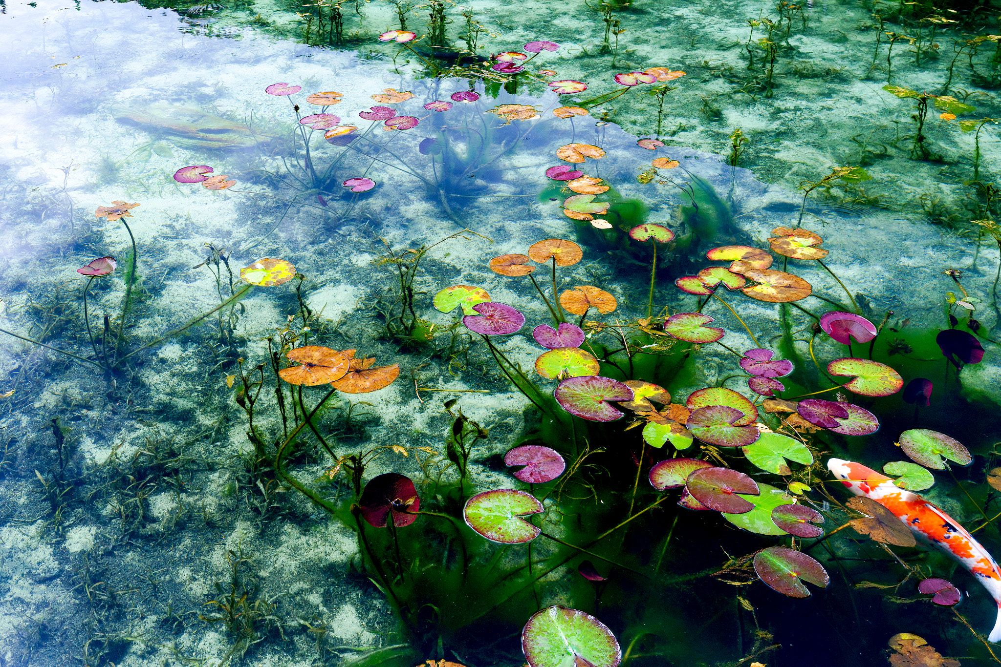 Sony a7 II sample photo. Monet's pond photography