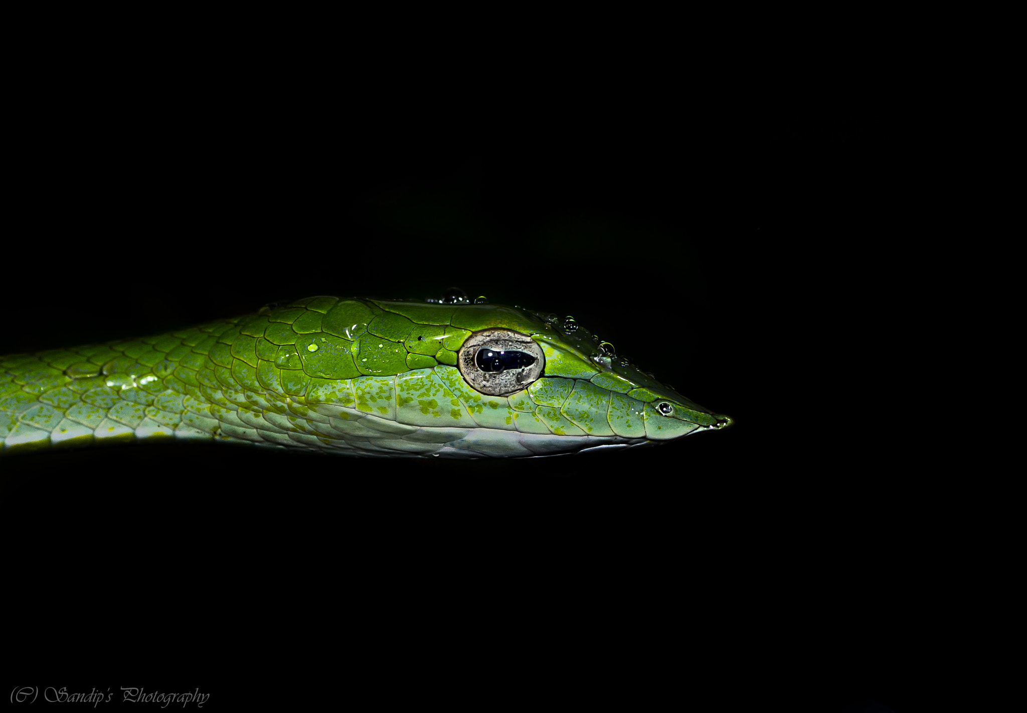 Canon EOS 600D (Rebel EOS T3i / EOS Kiss X5) + Tamron SP AF 90mm F2.8 Di Macro sample photo. Jewel stud...... photography
