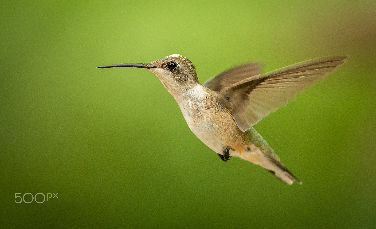 Nikon D4 sample photo. Ruby-throated hummingbird photography