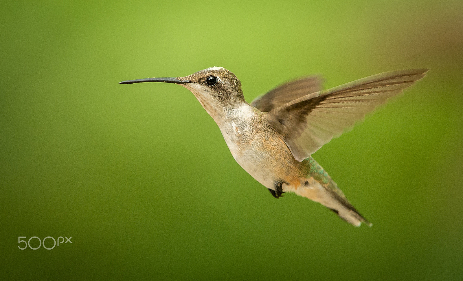 Nikon AF-S Nikkor 200-400mm F4G ED-IF VR sample photo. Ruby-throated hummingbird photography