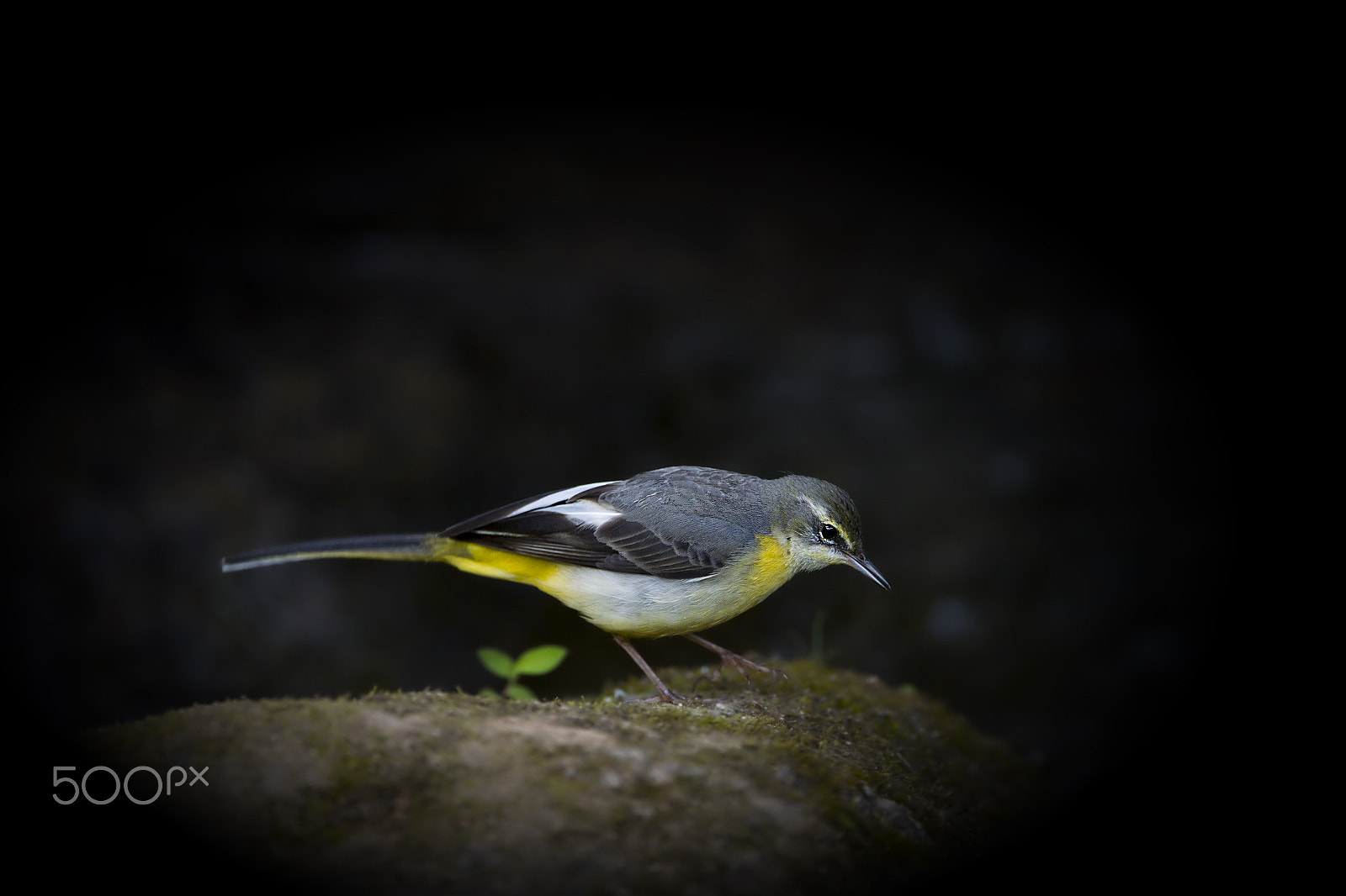 Nikon AF-S Nikkor 600mm F4E FL ED VR sample photo. Grey wagtail photography