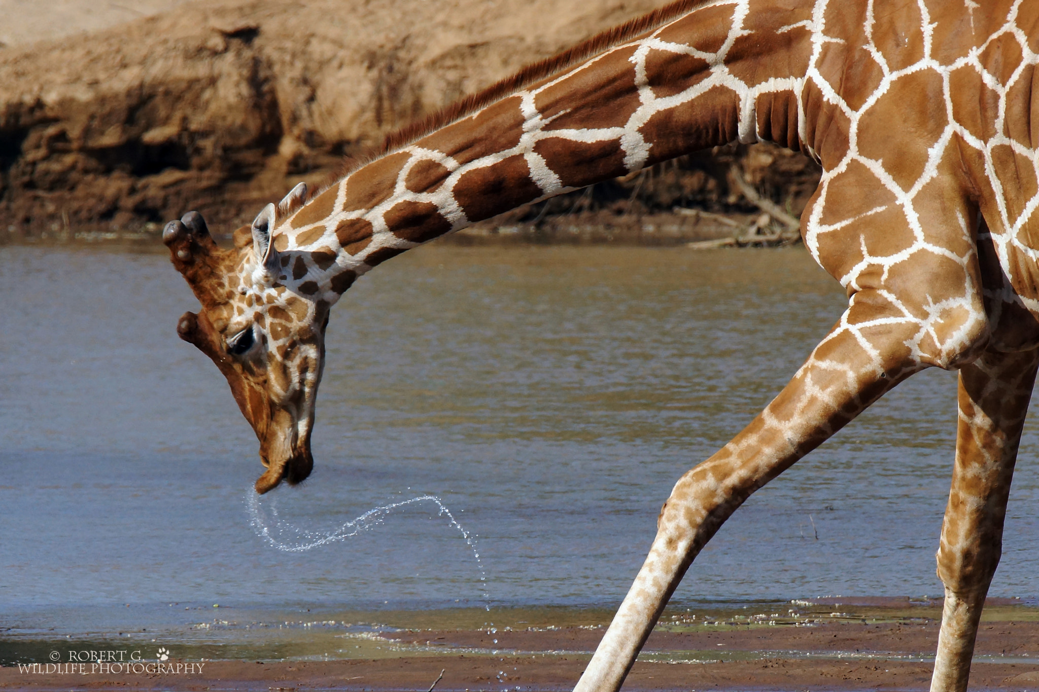 Sony SLT-A77 + Tamron SP 150-600mm F5-6.3 Di VC USD sample photo. Giraffe in samburu  2016 photography