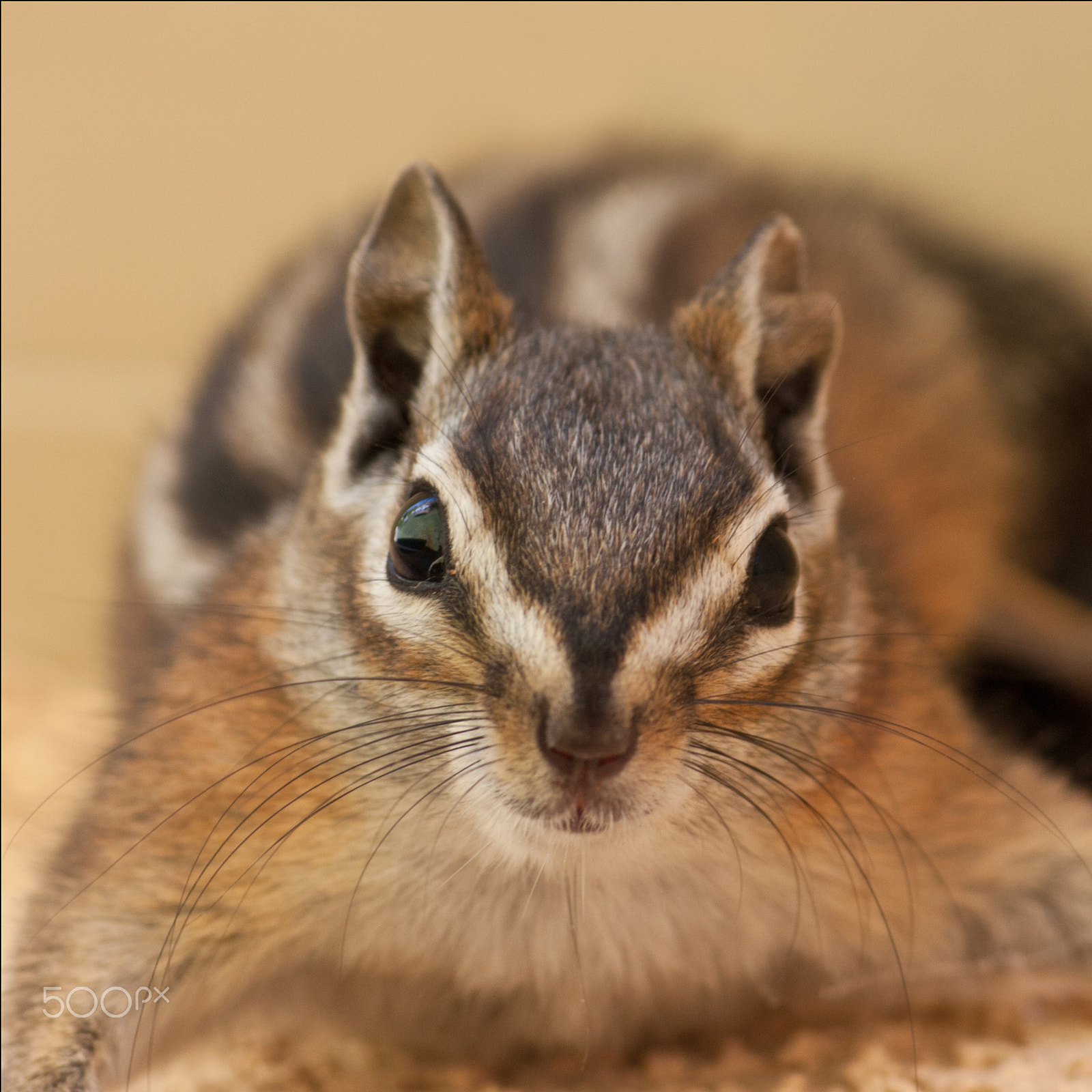 Canon EF-S 55-250mm F4-5.6 IS sample photo. Portrait of an antelope squirrel photography