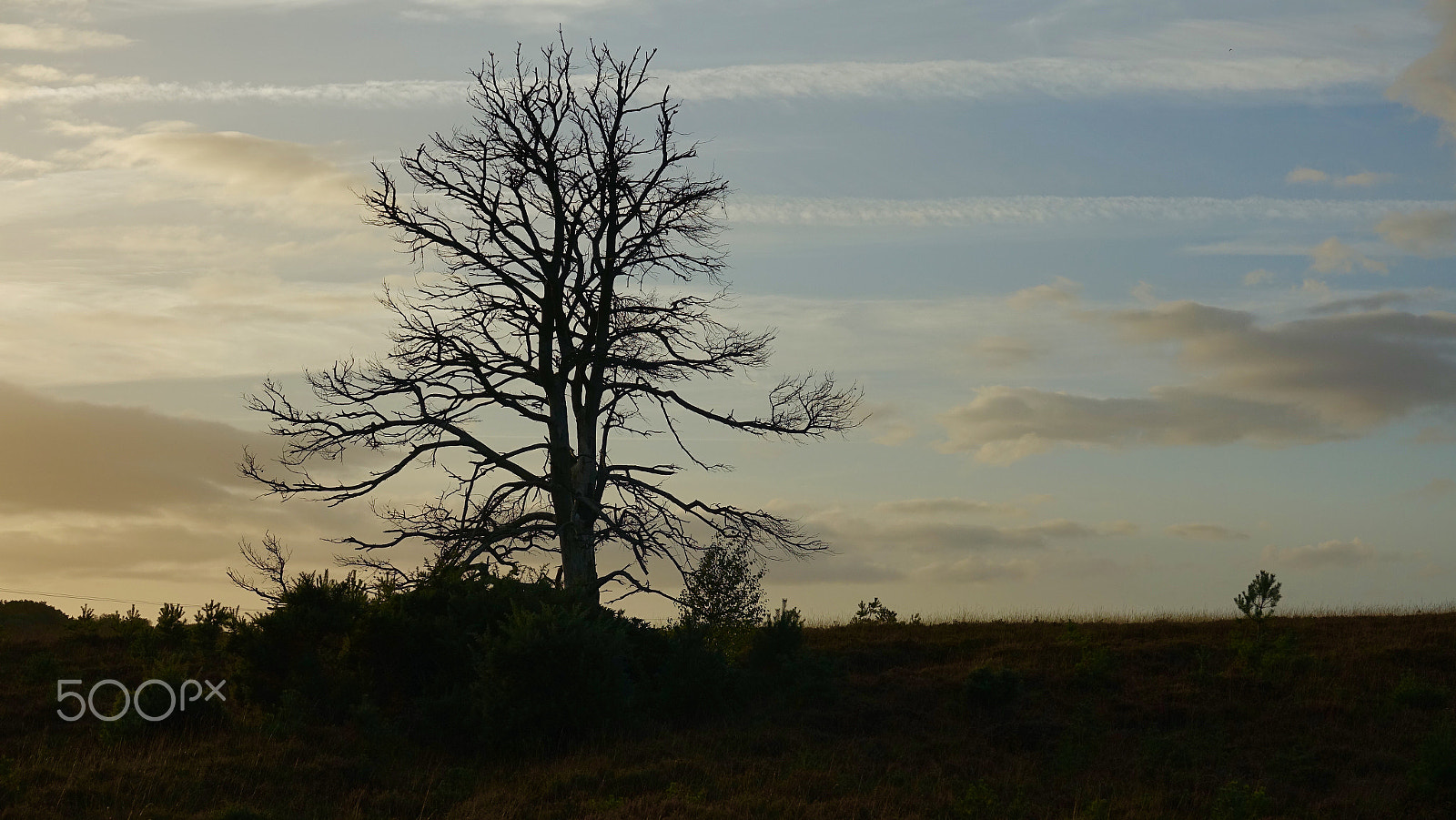 Sony 24-600mm F2.4-4.0 sample photo. Last man standing.......... photography