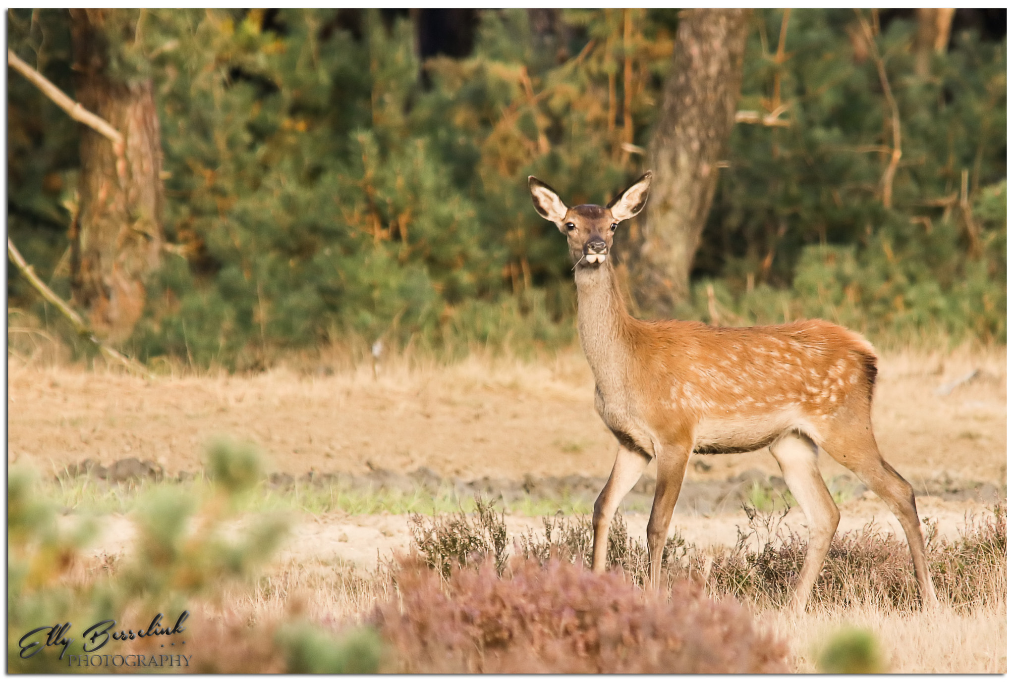 Sigma 150-500mm F5-6.3 DG OS HSM sample photo. So much to see photography