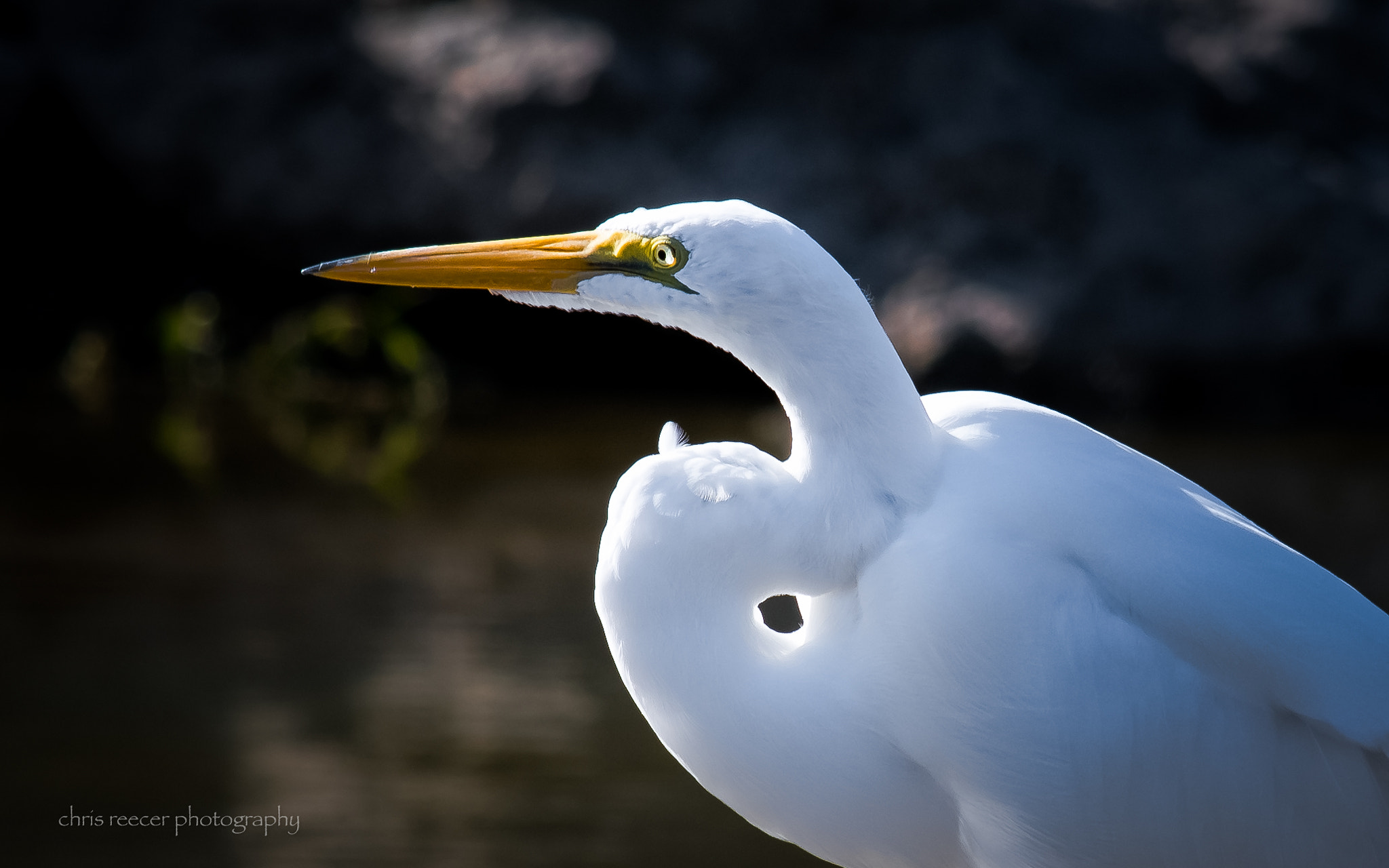 Nikon D500 sample photo. Great egret photography