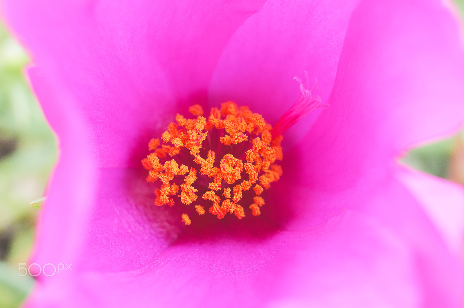 Sony Alpha NEX-C3 + Sigma 30mm F2.8 EX DN sample photo. Flower photography