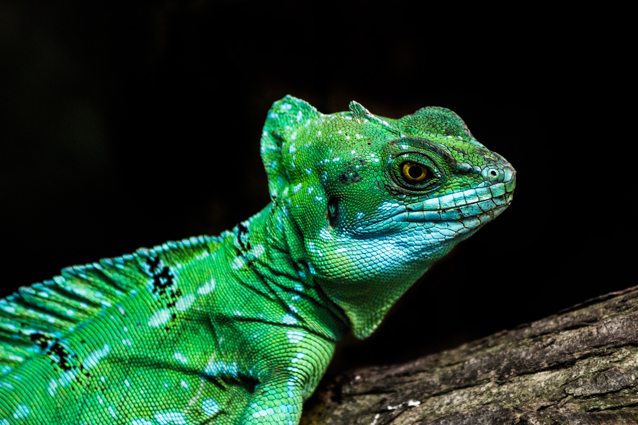 Canon EOS 100D (EOS Rebel SL1 / EOS Kiss X7) sample photo. Lizard photography