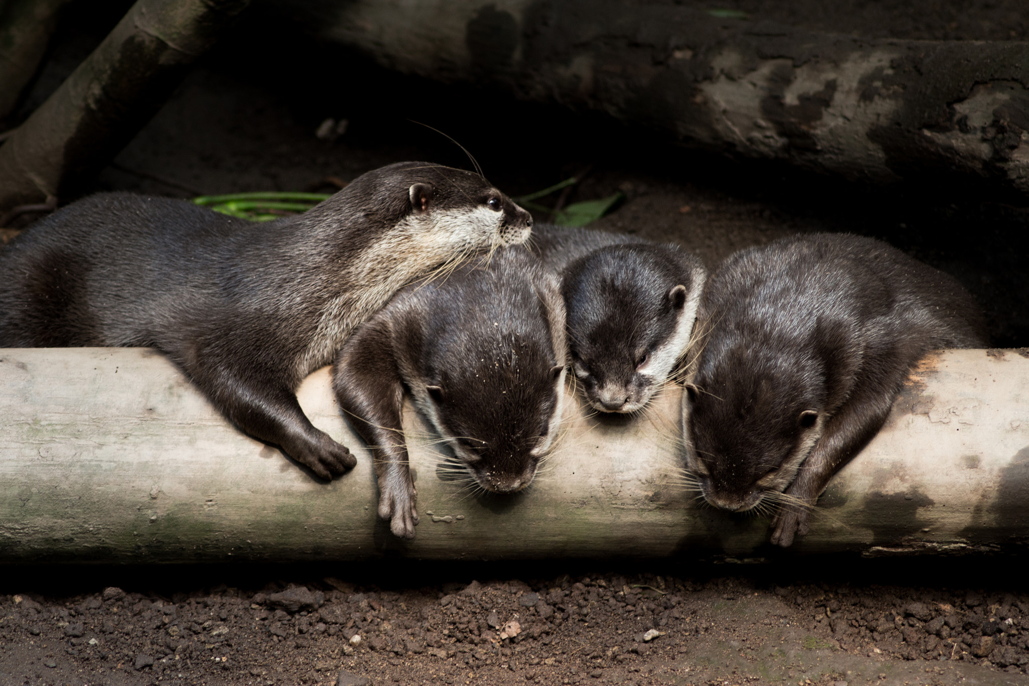 Canon EOS 100D (EOS Rebel SL1 / EOS Kiss X7) + Tamron AF 70-300mm F4-5.6 Di LD Macro sample photo. Otter photography