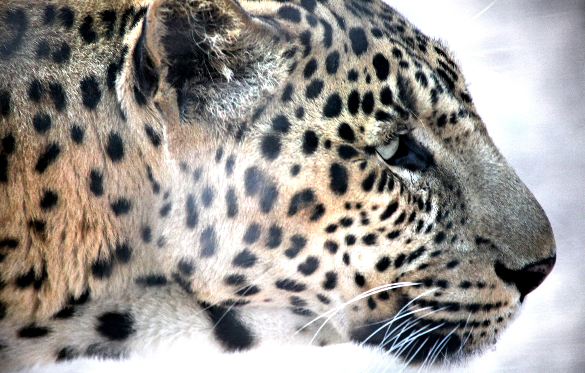 Canon EF 90-300mm F4.5-5.6 USM sample photo. In the hunt of life. photography