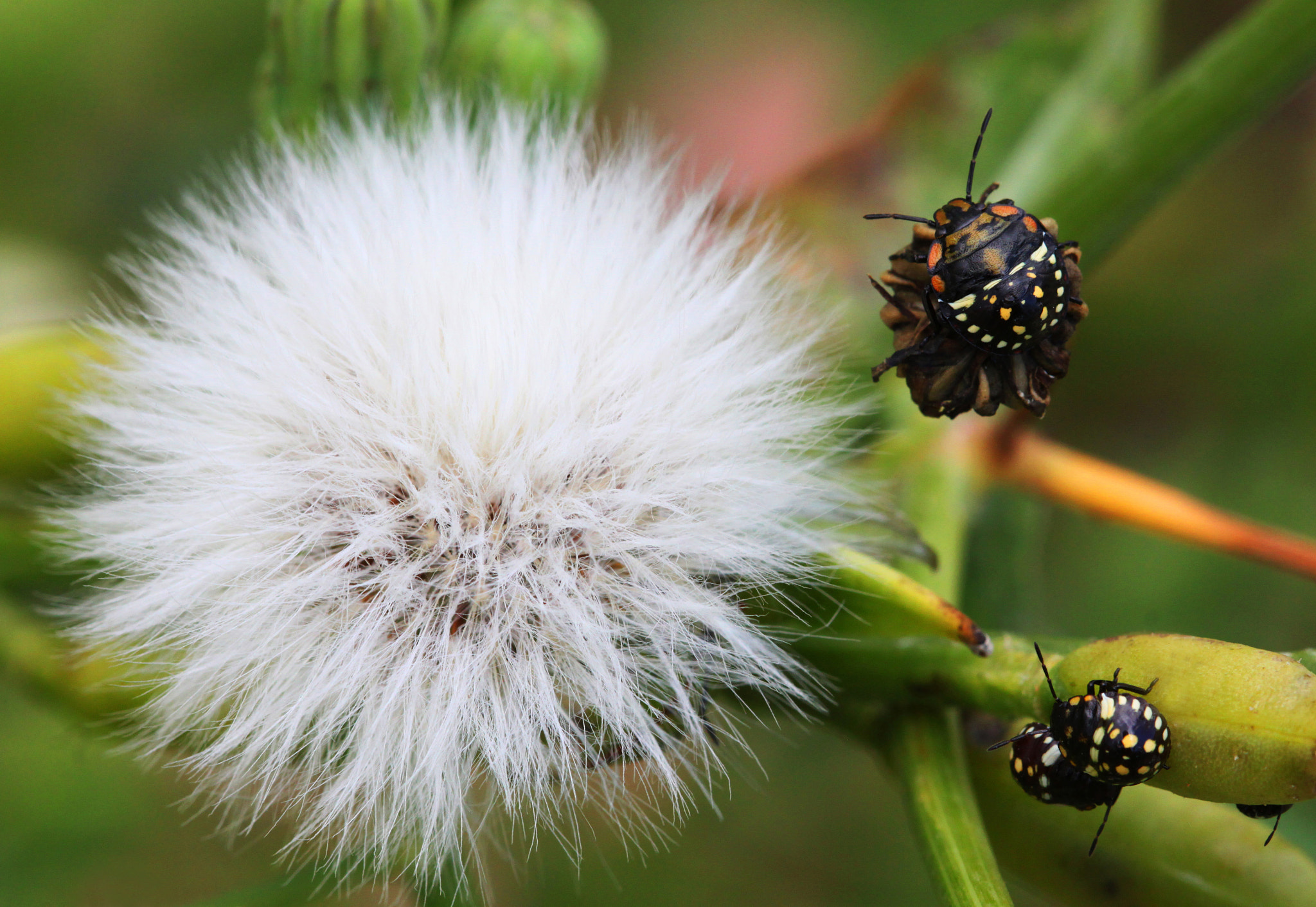 Canon EF 100mm F2.8 Macro USM sample photo. Explosive nature photography