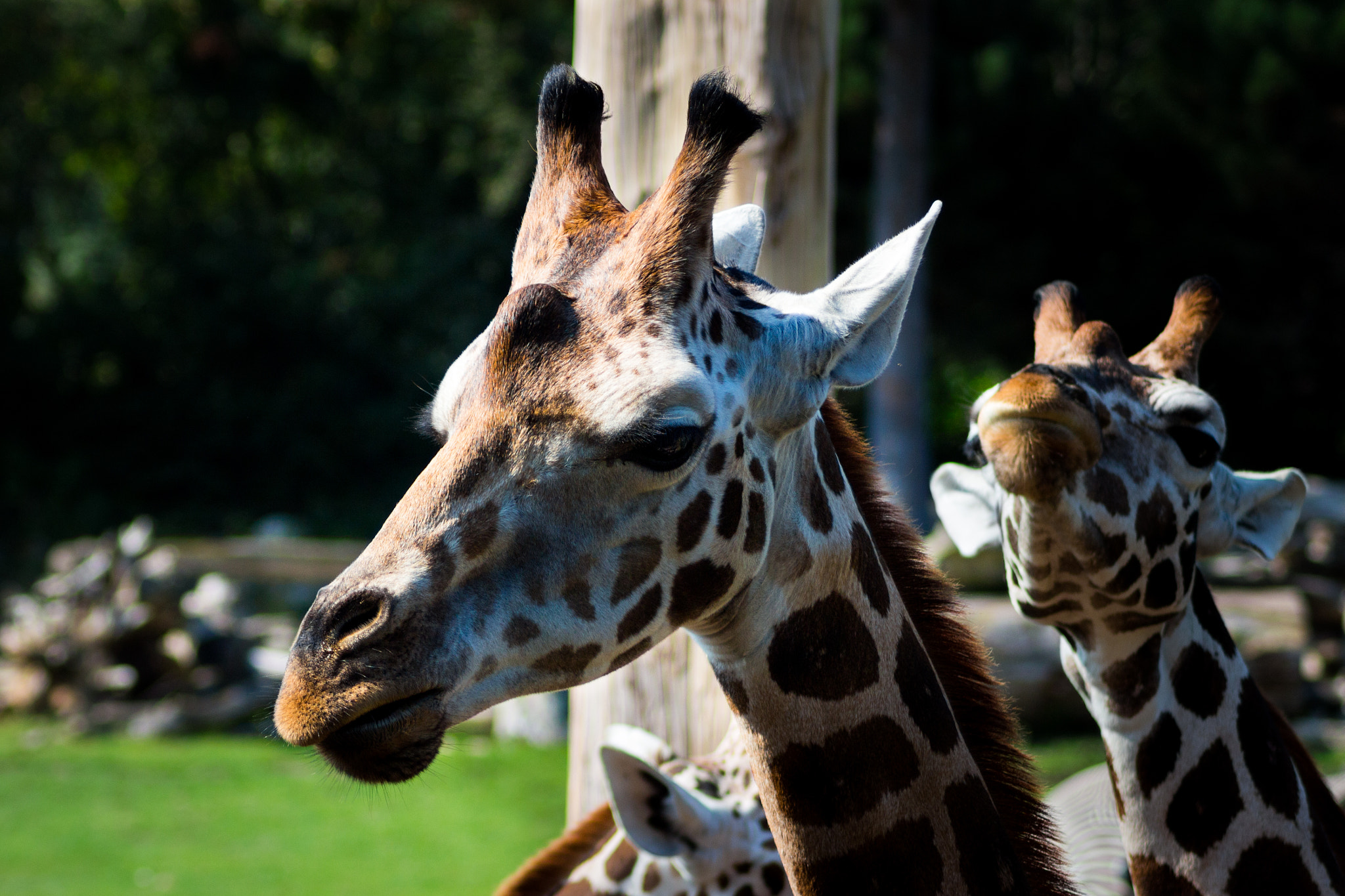 Canon EOS 100D (EOS Rebel SL1 / EOS Kiss X7) sample photo. Giraffe photography