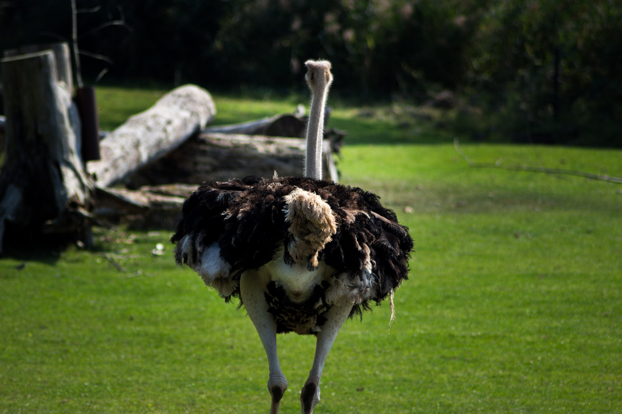 Canon EOS 100D (EOS Rebel SL1 / EOS Kiss X7) sample photo. Ostrich photography
