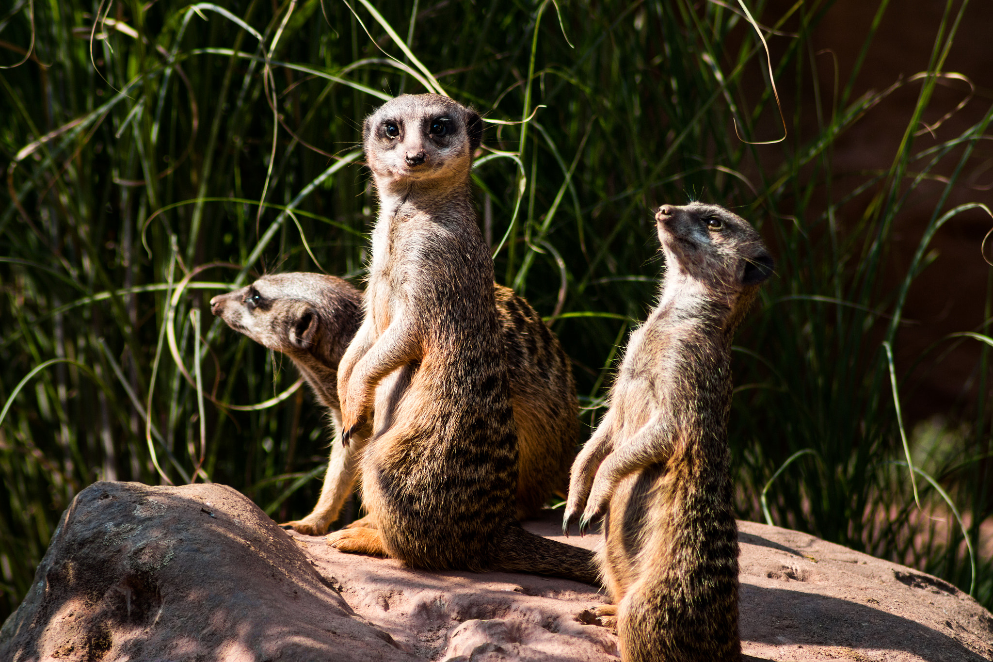 Canon EOS 100D (EOS Rebel SL1 / EOS Kiss X7) sample photo. Meercat photography