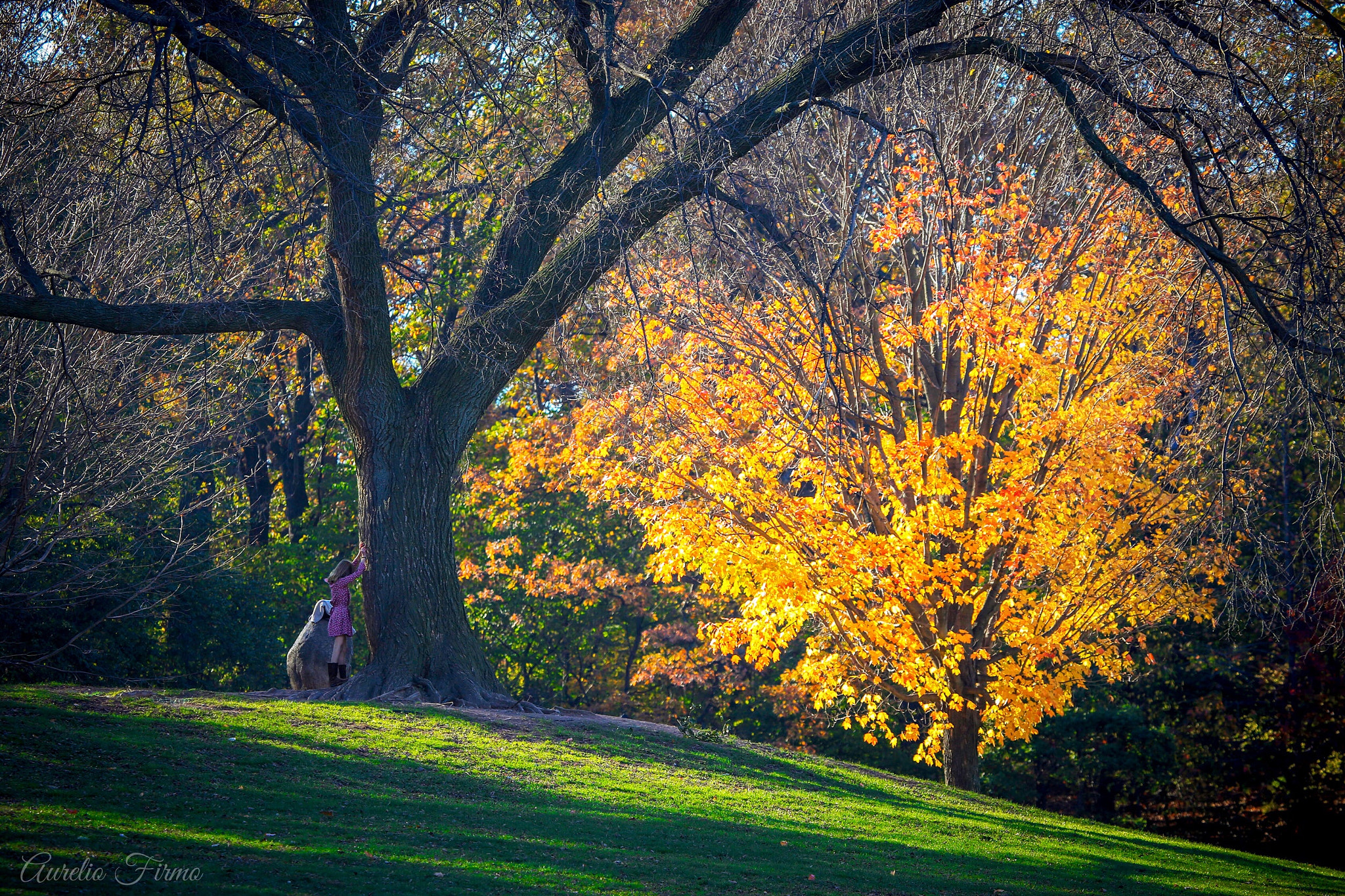 Canon EF 100-400mm F4.5-5.6L IS USM sample photo. Fall in brooklyn new york photography