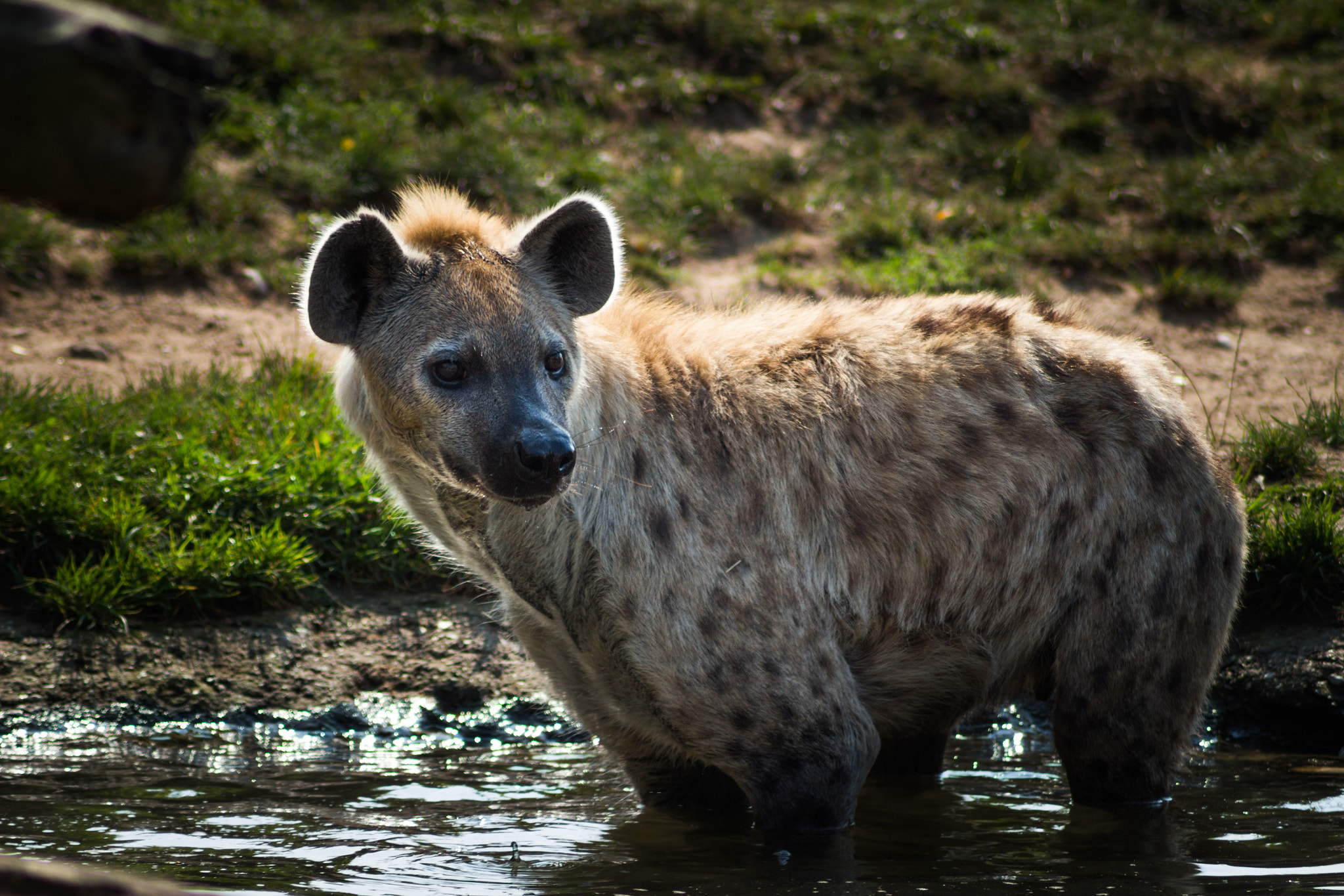 Canon EOS 100D (EOS Rebel SL1 / EOS Kiss X7) sample photo. Hyena photography