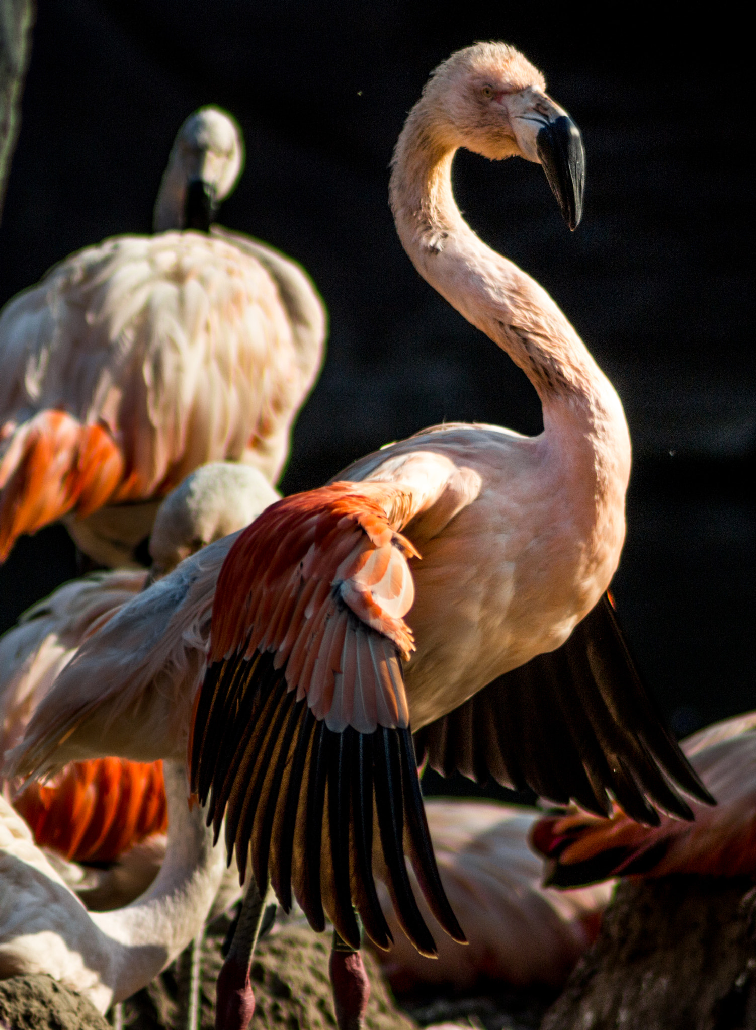 Canon EOS 100D (EOS Rebel SL1 / EOS Kiss X7) sample photo. Flamingo photography