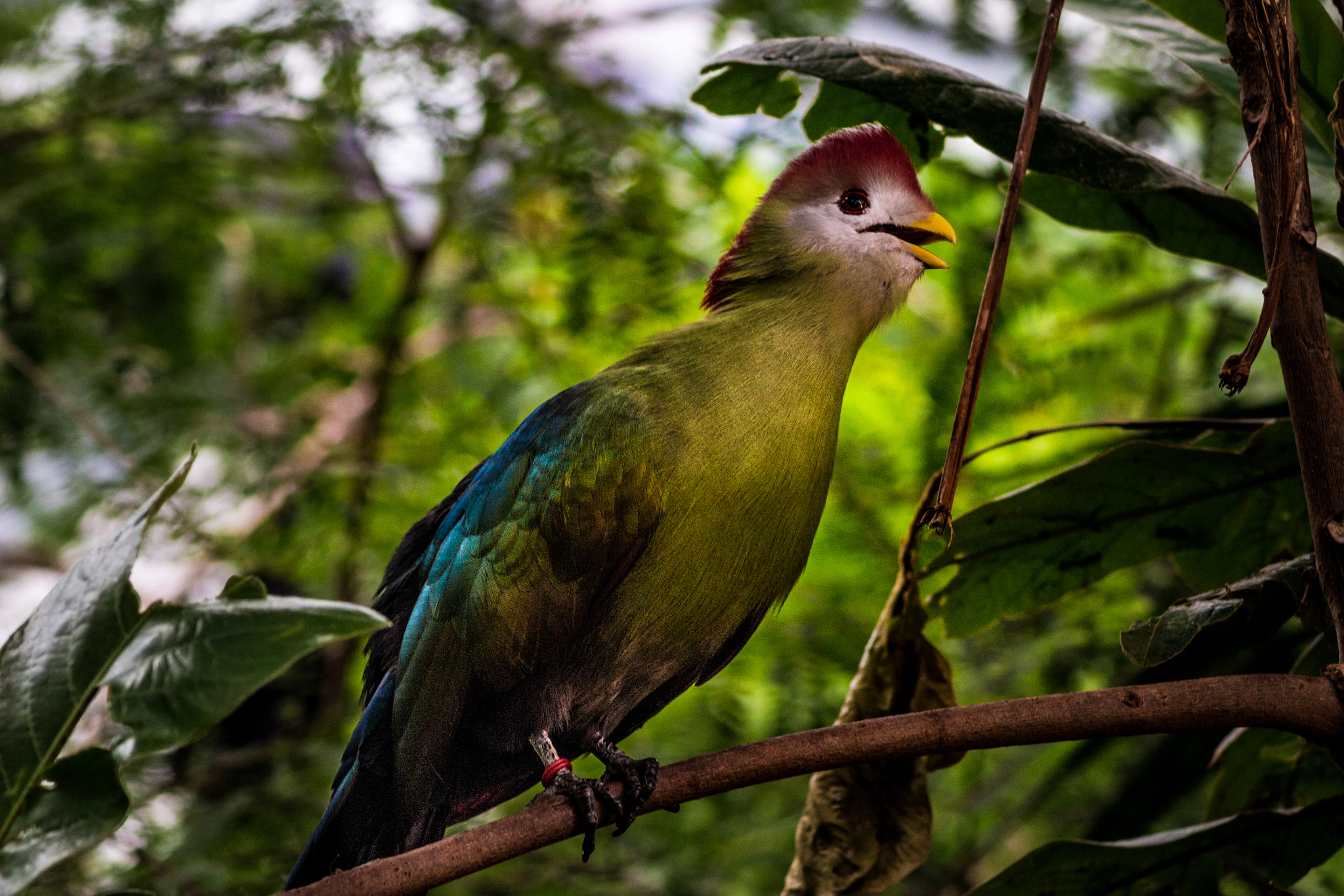Canon EOS 100D (EOS Rebel SL1 / EOS Kiss X7) sample photo. Tropical bird photography