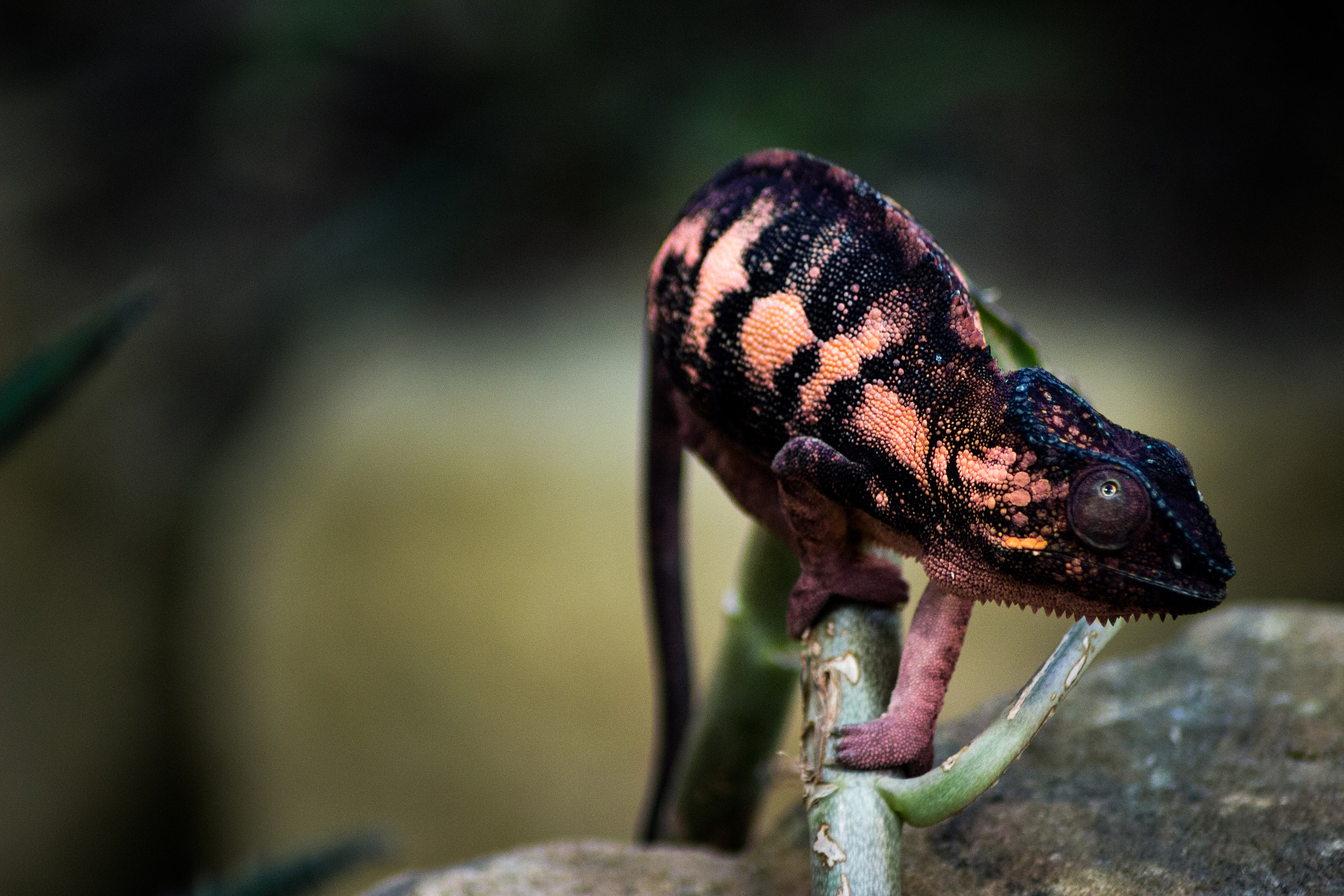 Canon EOS 100D (EOS Rebel SL1 / EOS Kiss X7) sample photo. Chameleon photography