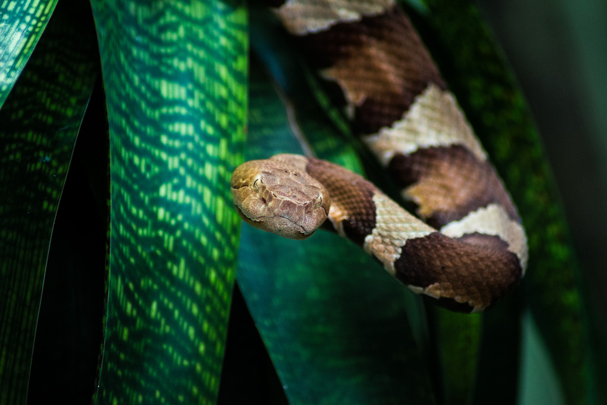 Canon EOS 100D (EOS Rebel SL1 / EOS Kiss X7) sample photo. Snake photography