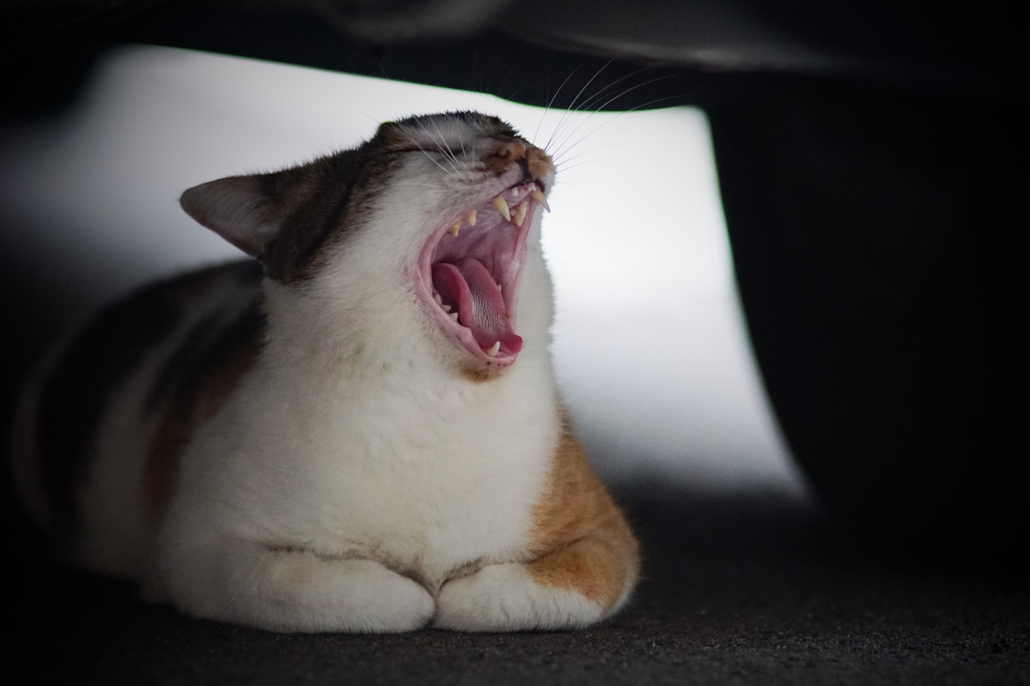 Sony ILCA-77M2 + Minolta AF 200mm F2.8 HS-APO G sample photo. Small roar photography