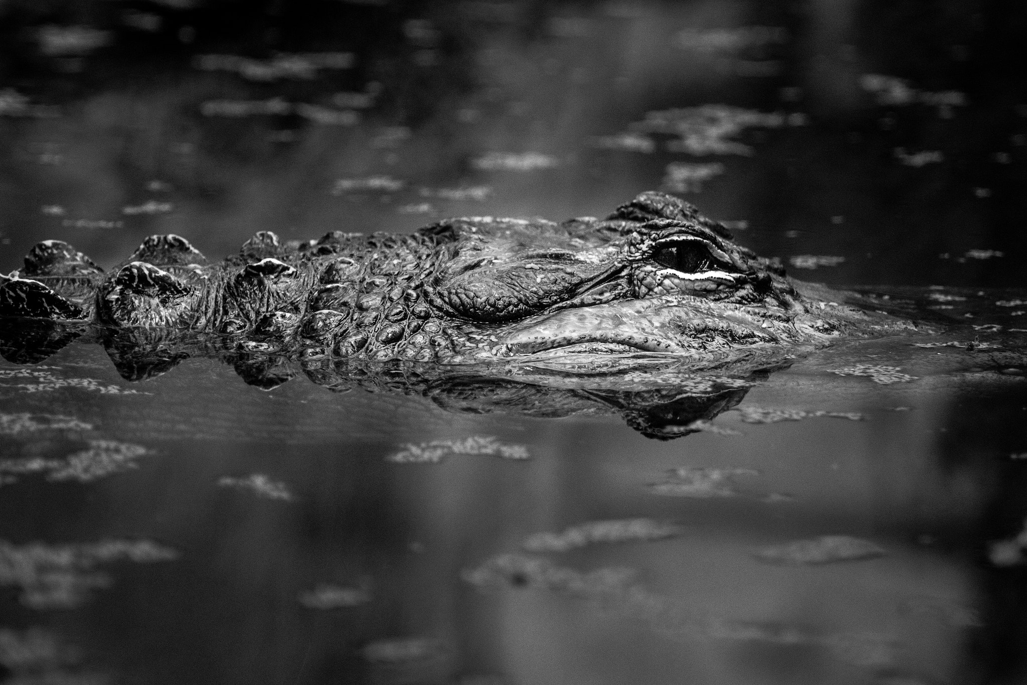 Canon EOS 100D (EOS Rebel SL1 / EOS Kiss X7) sample photo. Croco photography