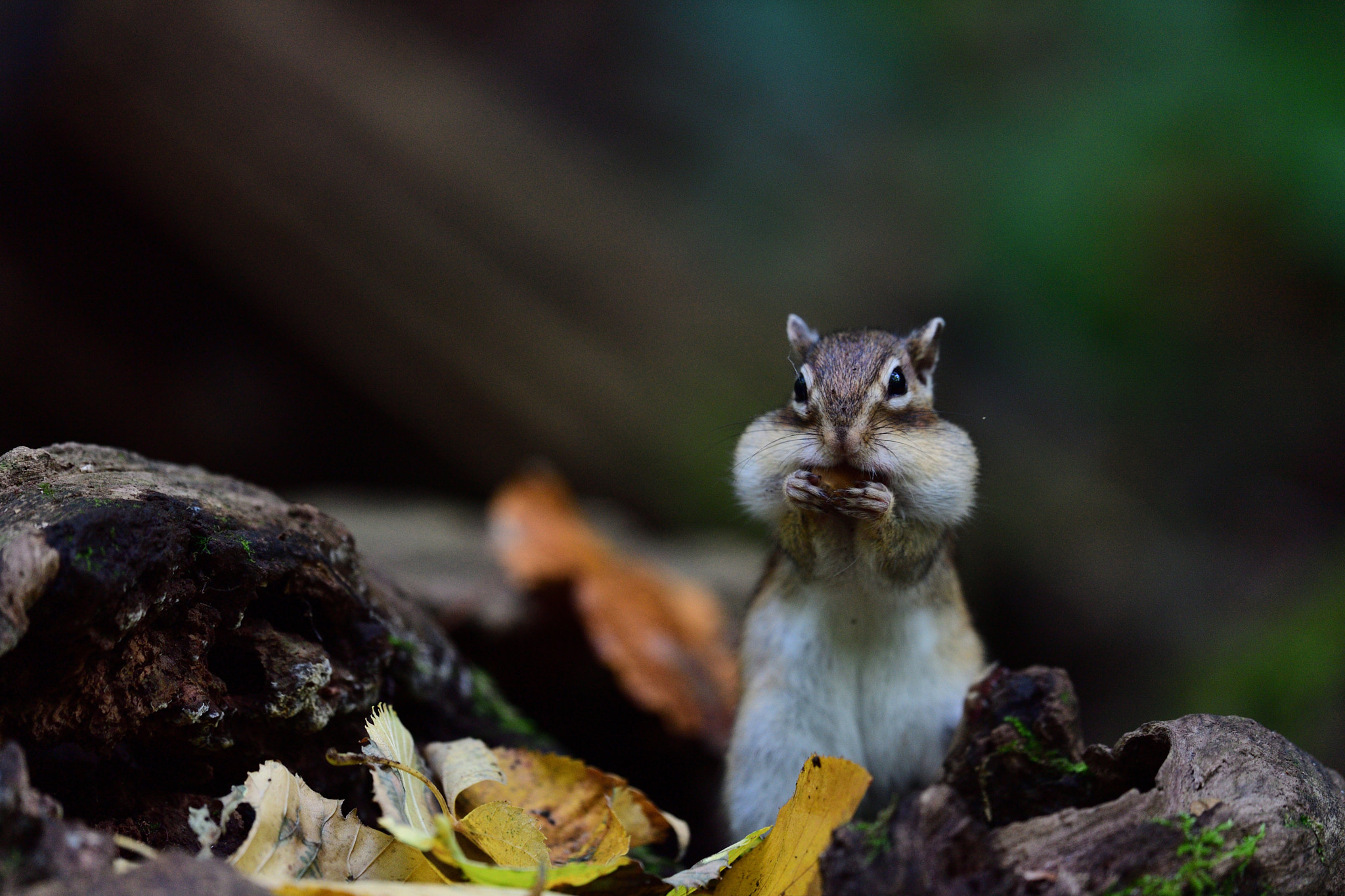 Nikon D5 + Nikon AF-S Nikkor 500mm F4G ED VR sample photo. Autumn of the chipmunk photography