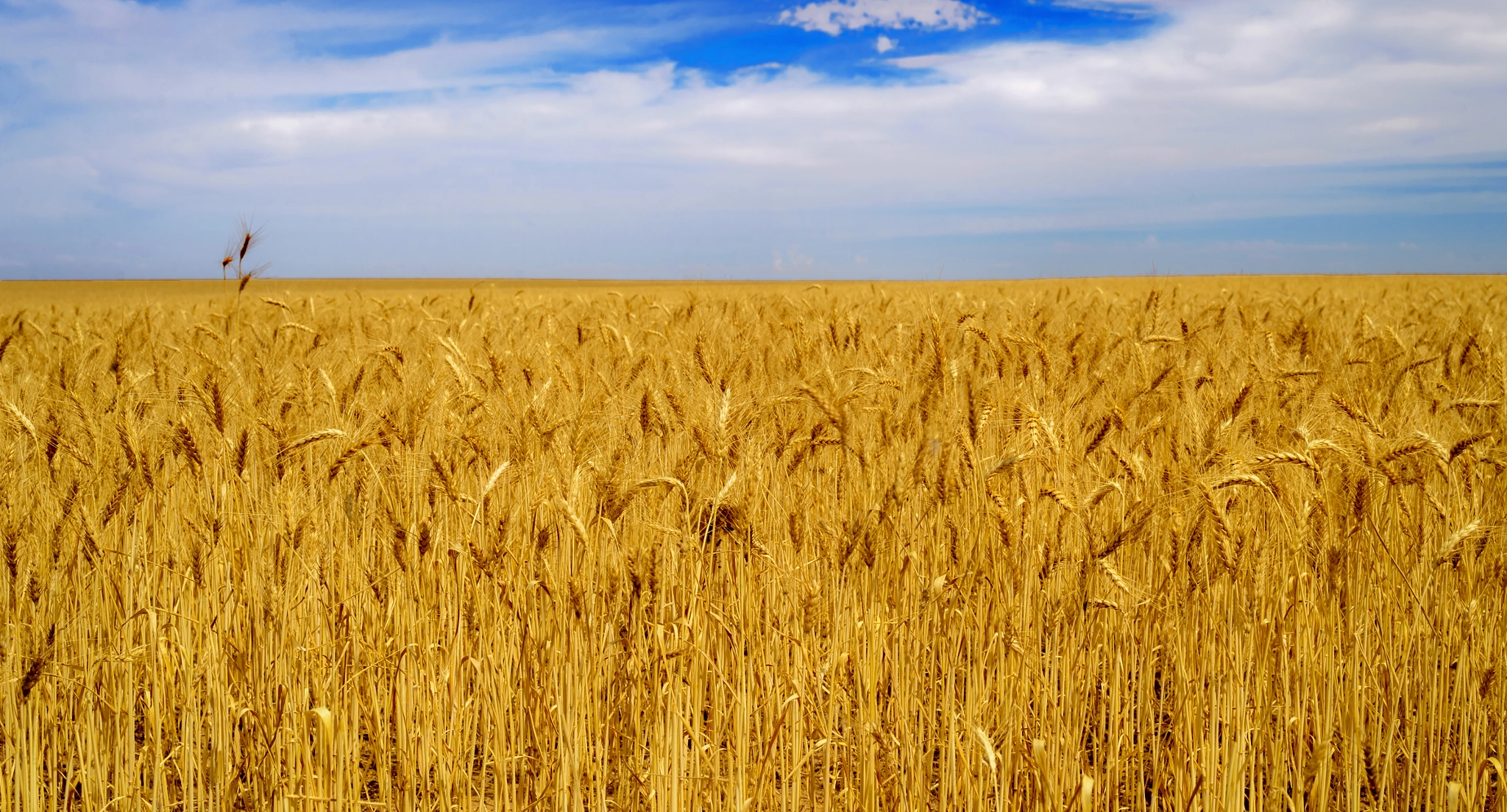 Nikon D4 sample photo. " ready for harvest " photography