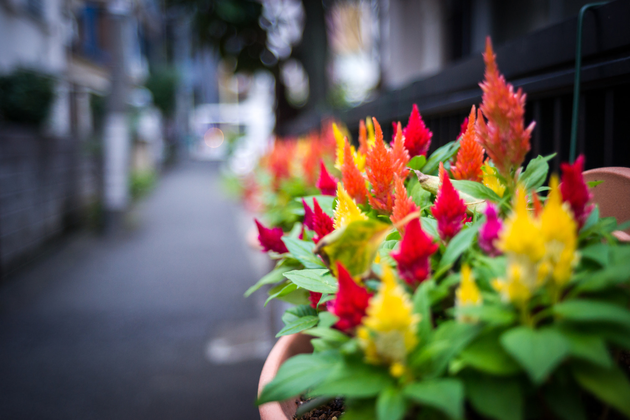 Sony Alpha DSLR-A850 + Minolta AF 24-50mm F4 sample photo. Close up photography